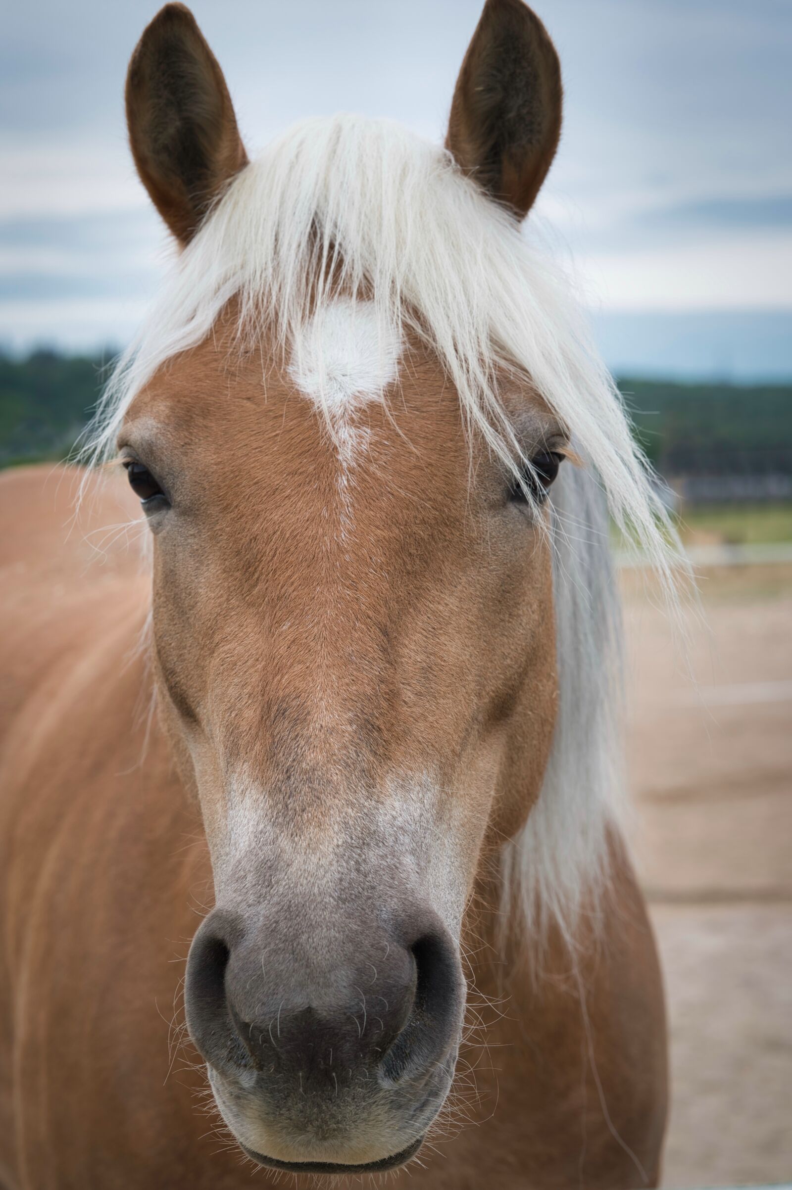 Nikon Nikkor Z 85mm F1.8 S sample photo. Horse, horse head, brown photography