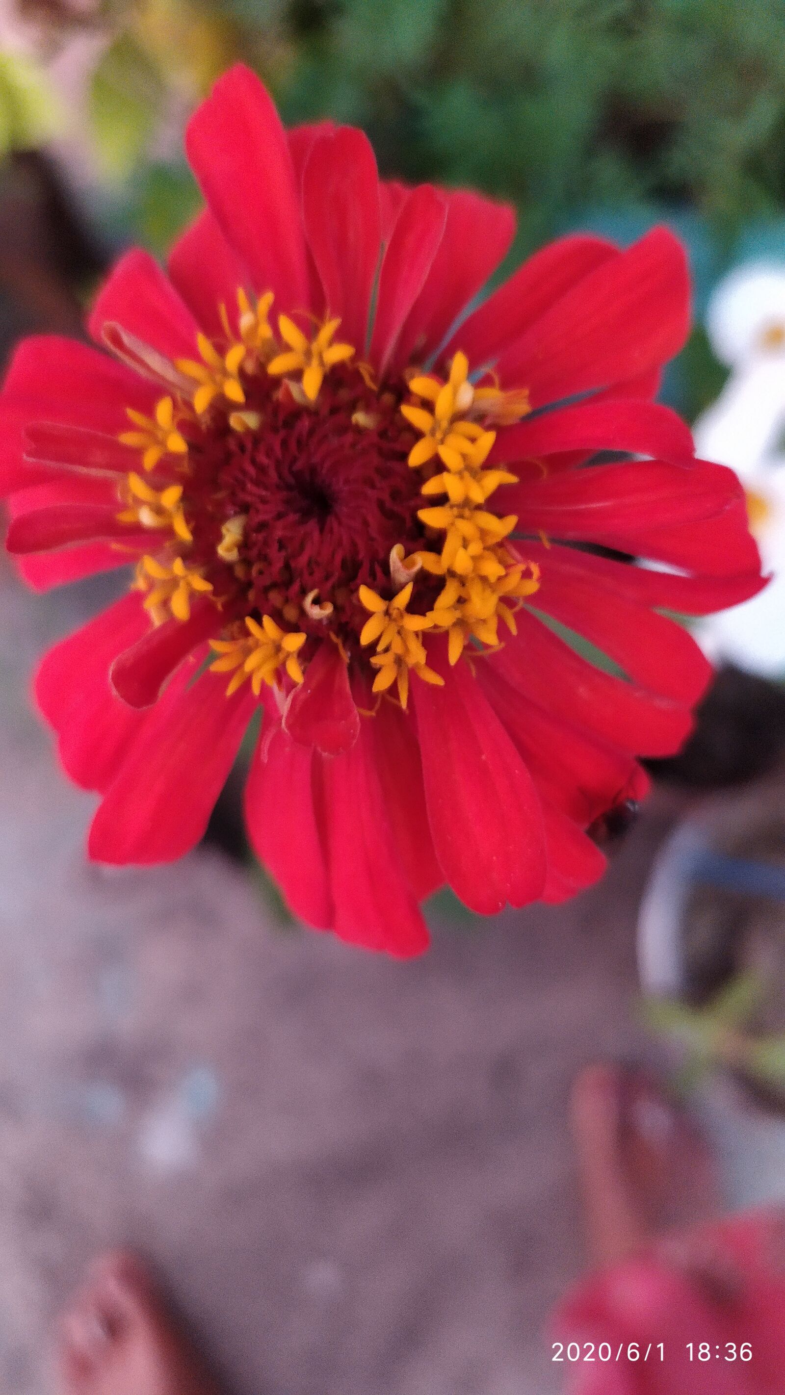 Xiaomi Redmi Note 7S sample photo. Red flower, blossom, nature photography