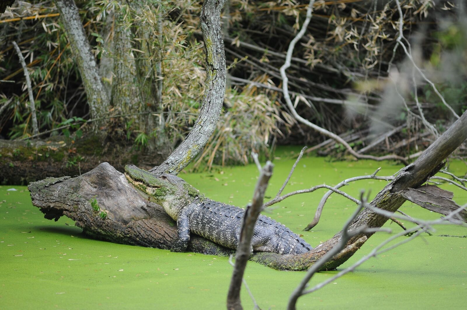 Nikon D700 sample photo. Alligator, water, sunning photography