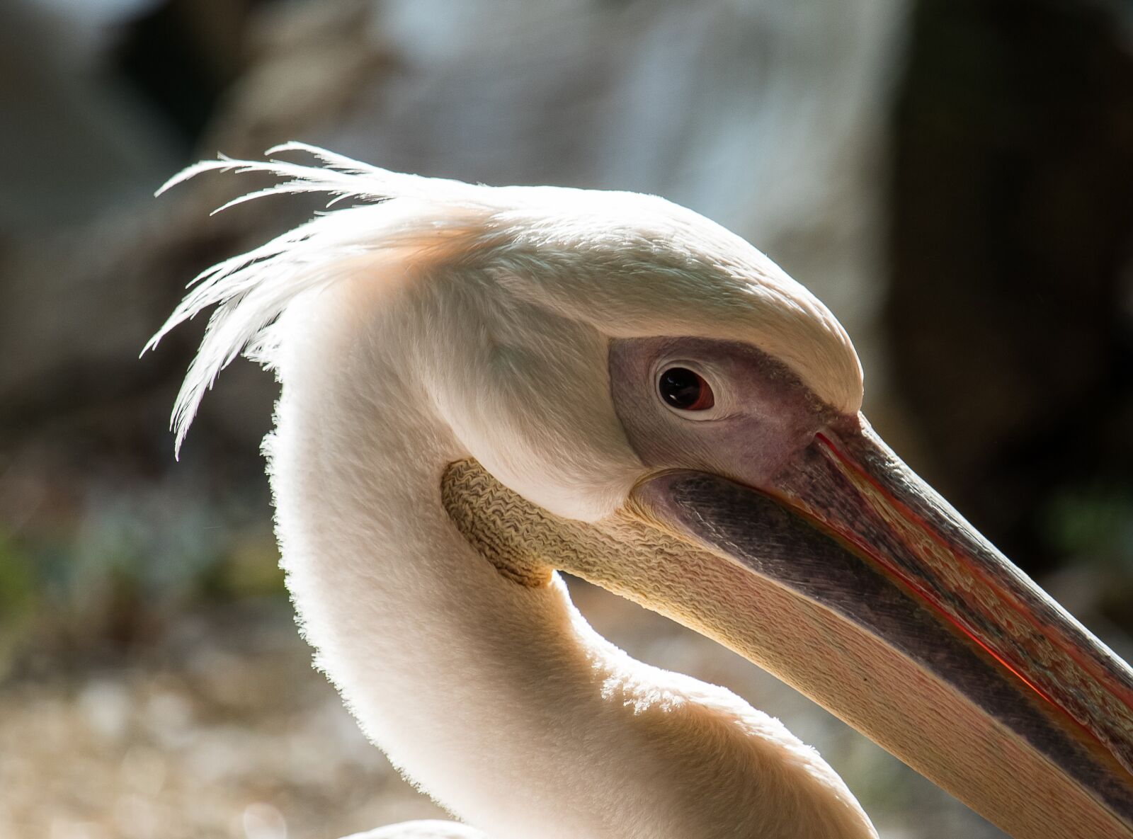 Canon EF-S 55-250mm F4-5.6 IS STM sample photo. Pelikan, bird, animal photography