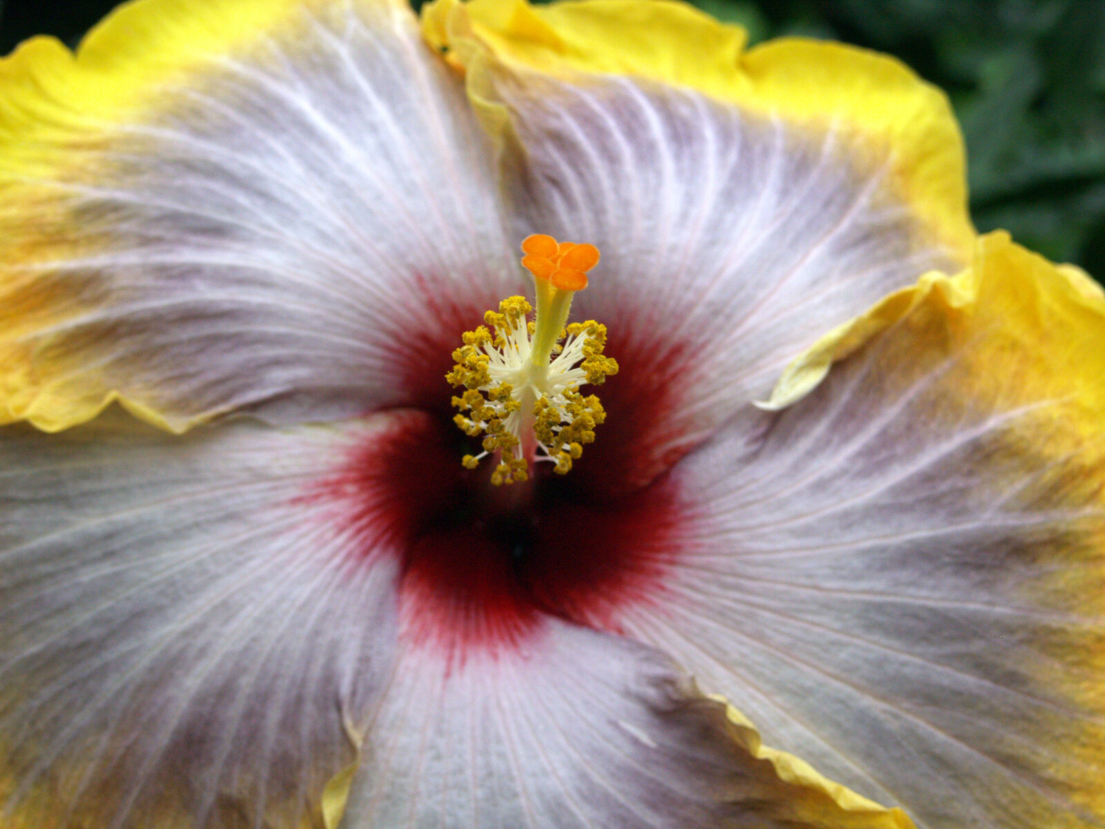 Olympus E-500 (EVOLT E-500) sample photo. Flower photography
