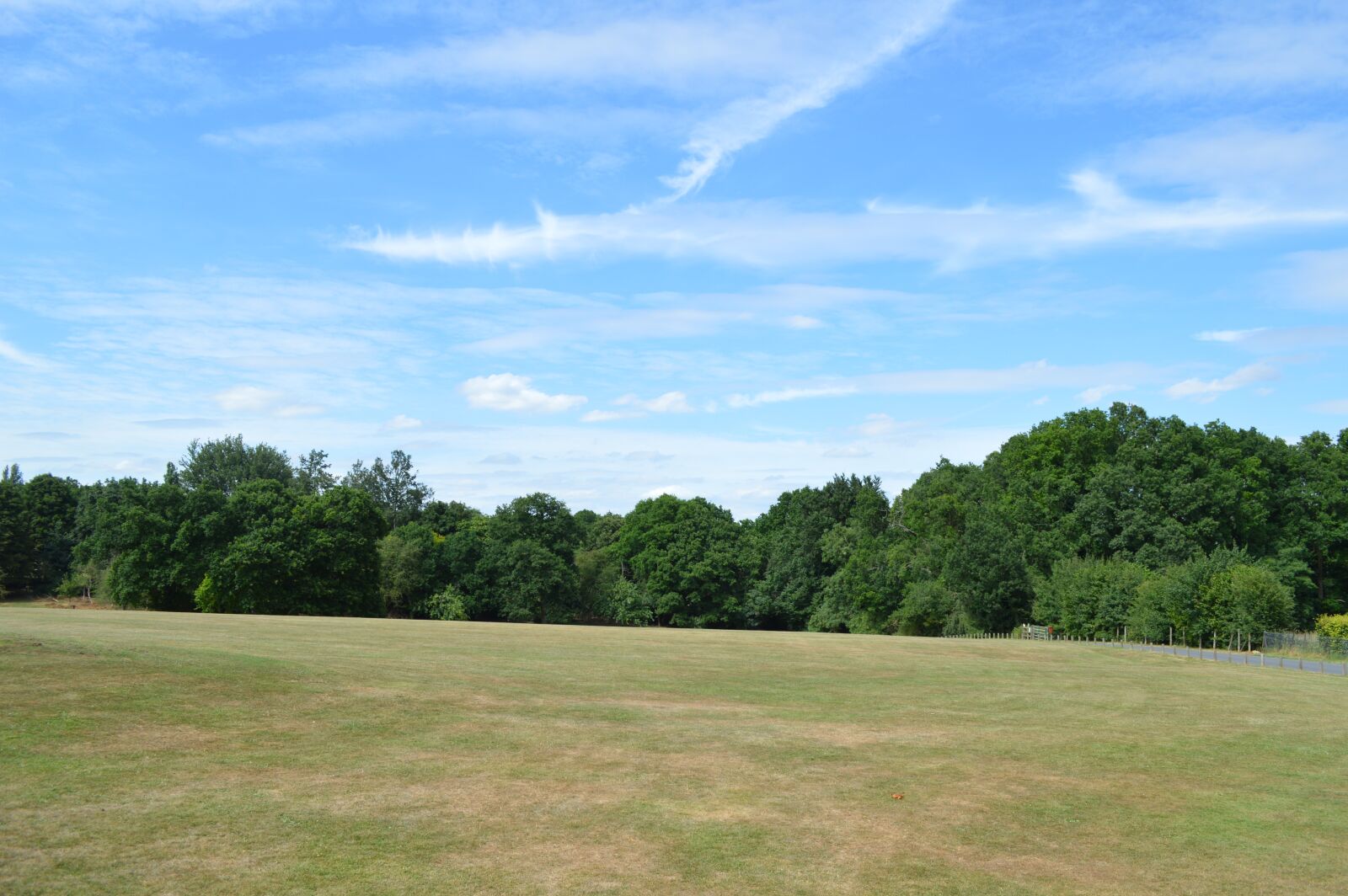 Nikon D3200 sample photo. Grass, nature, tree photography