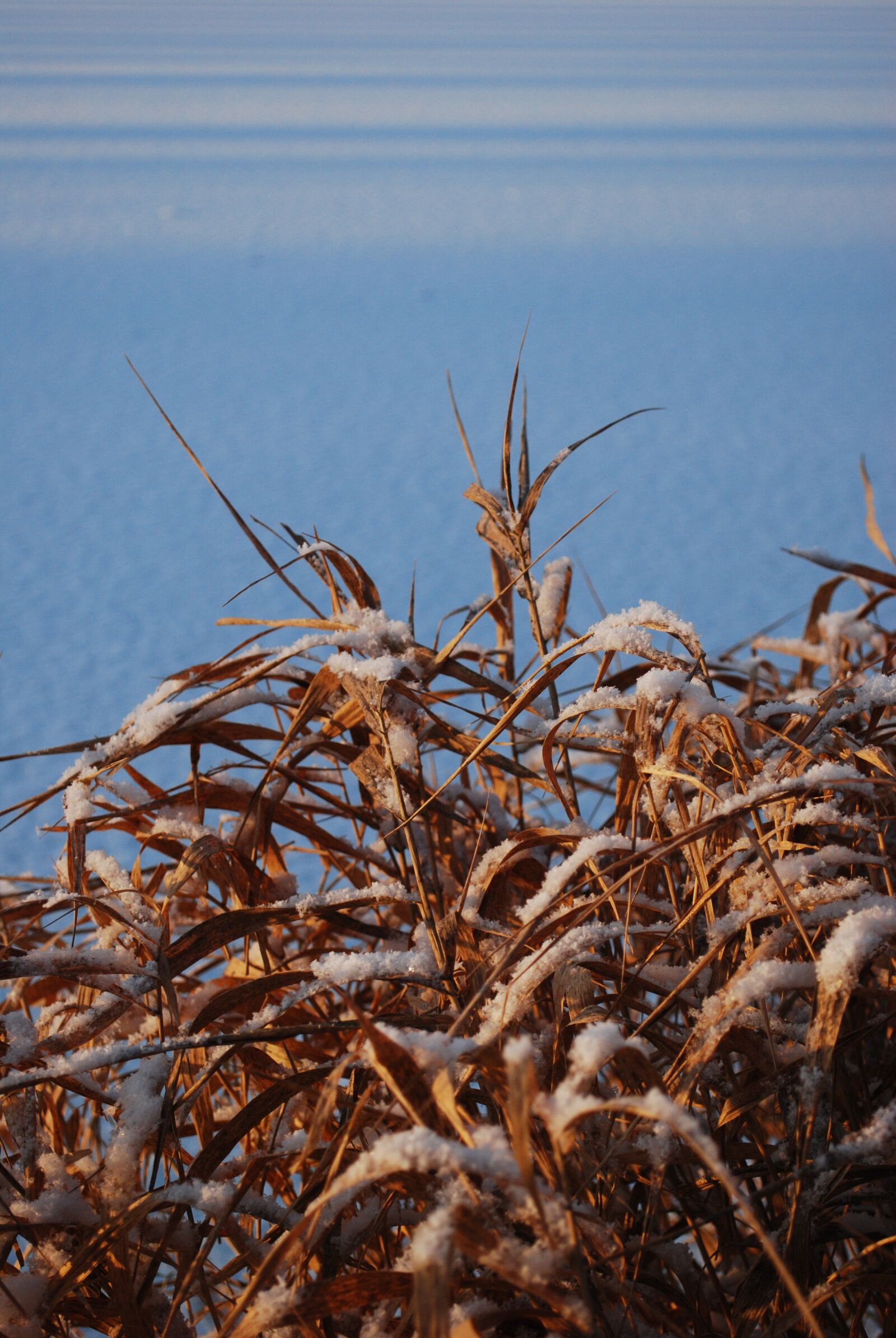 Nikon D60 sample photo. Winter, snow, nature photography