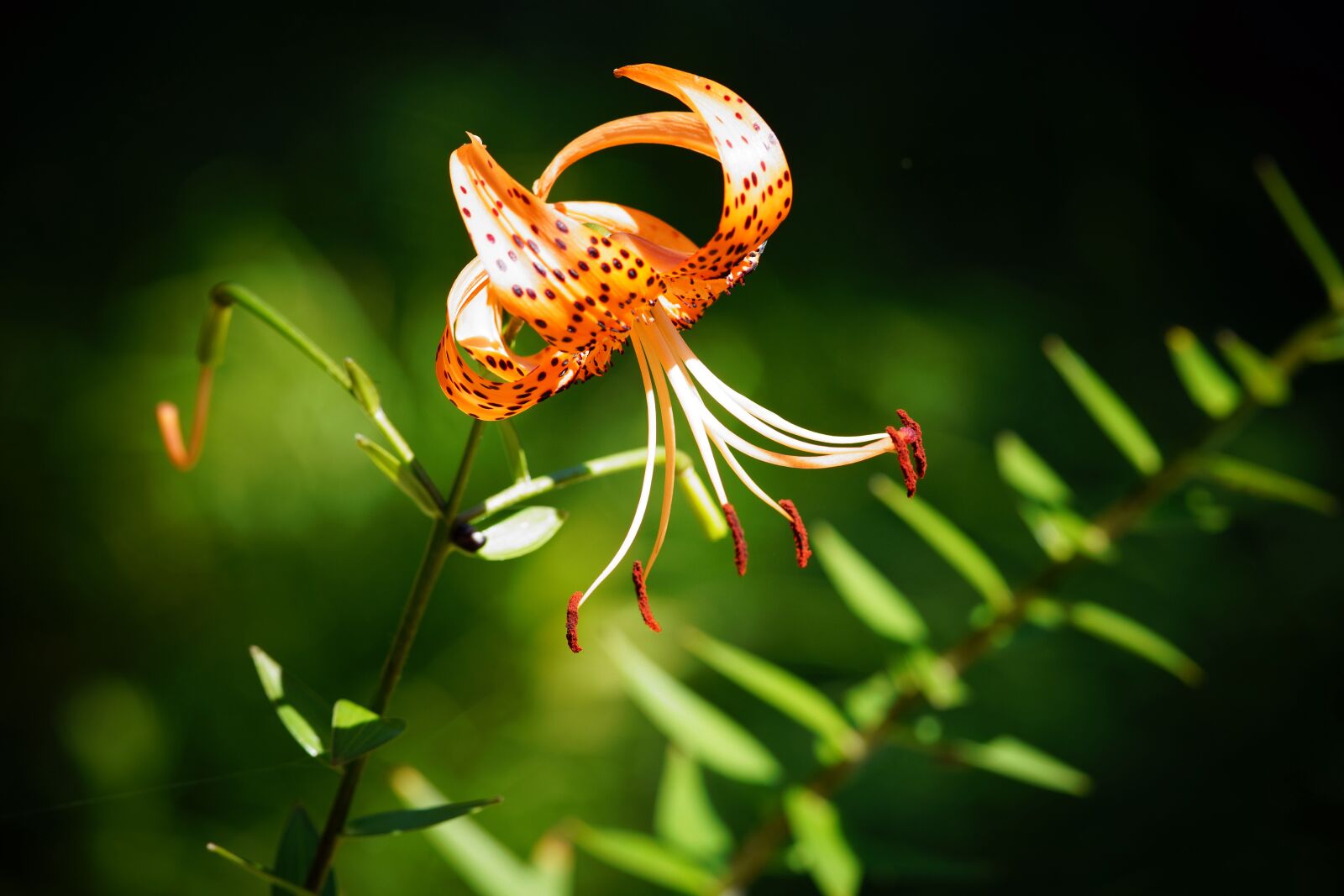 Canon EF 300mm F4L IS USM sample photo. Conicuri, flower, green photography