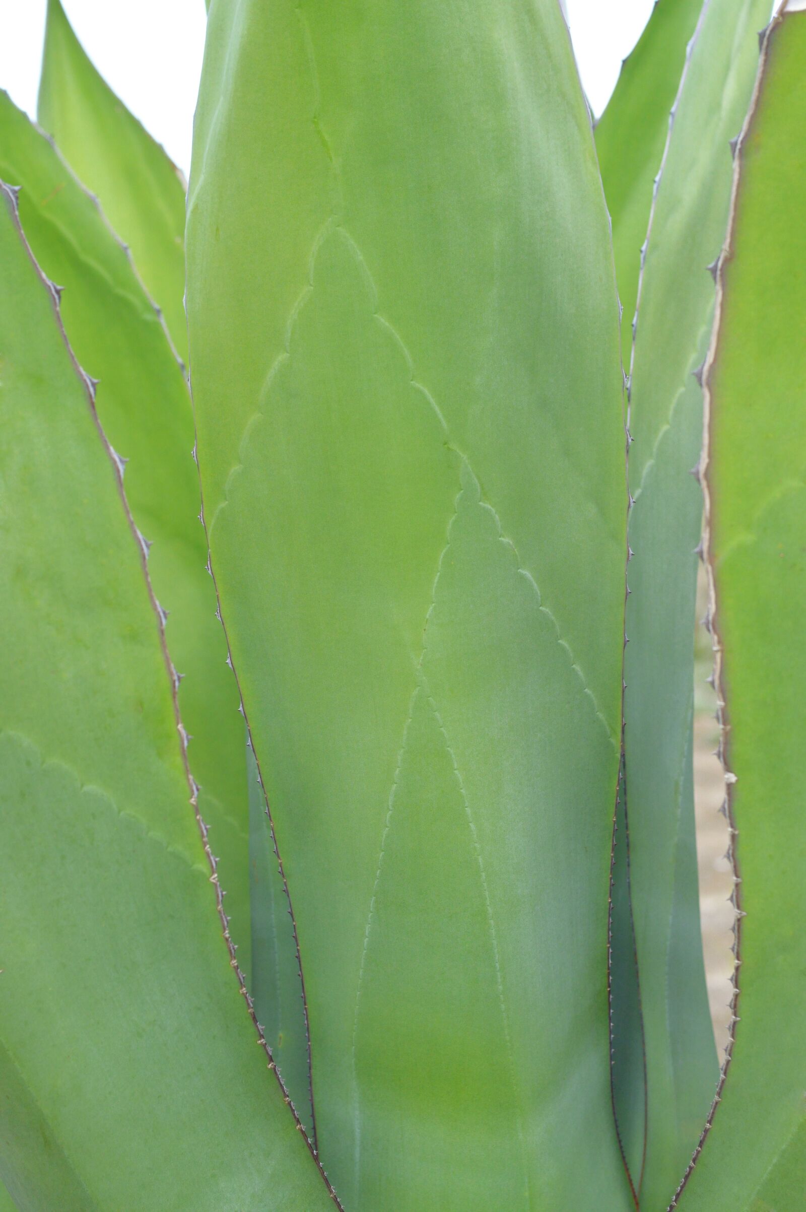 Nikon D3200 sample photo. Agave, green, plant photography
