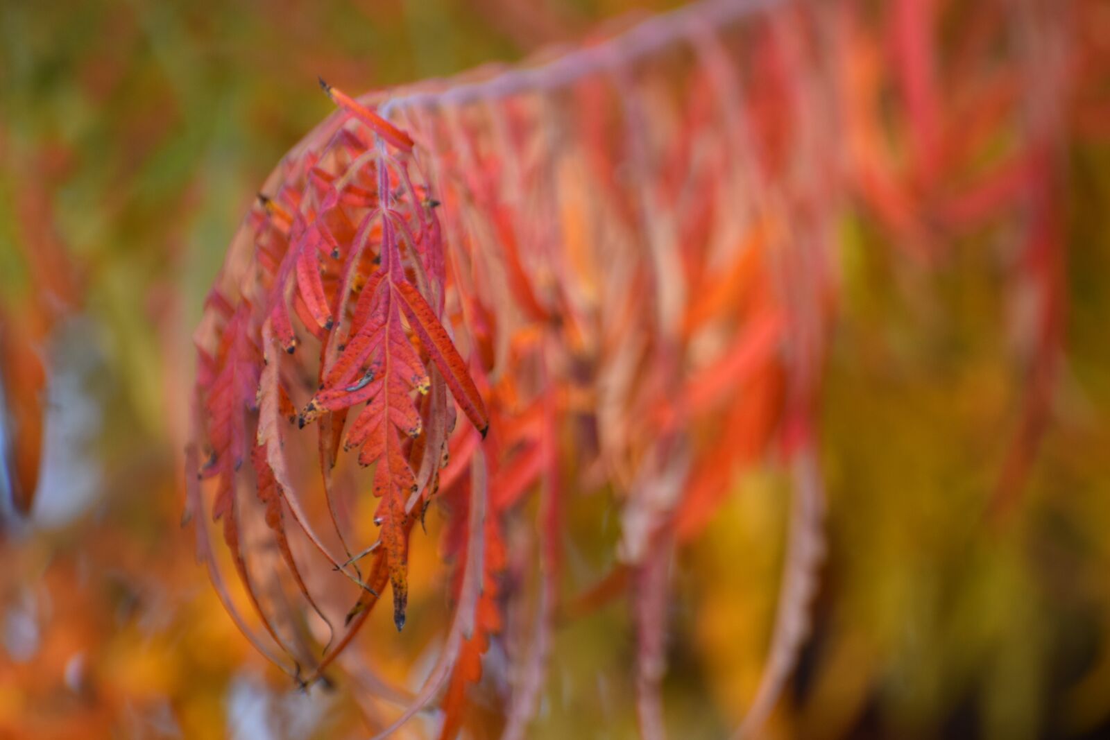 Nikon D5300 sample photo. Red, foliage, autumn photography