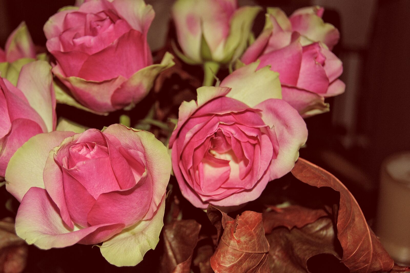Nikon D3000 sample photo. Roses, bouquet of roses photography