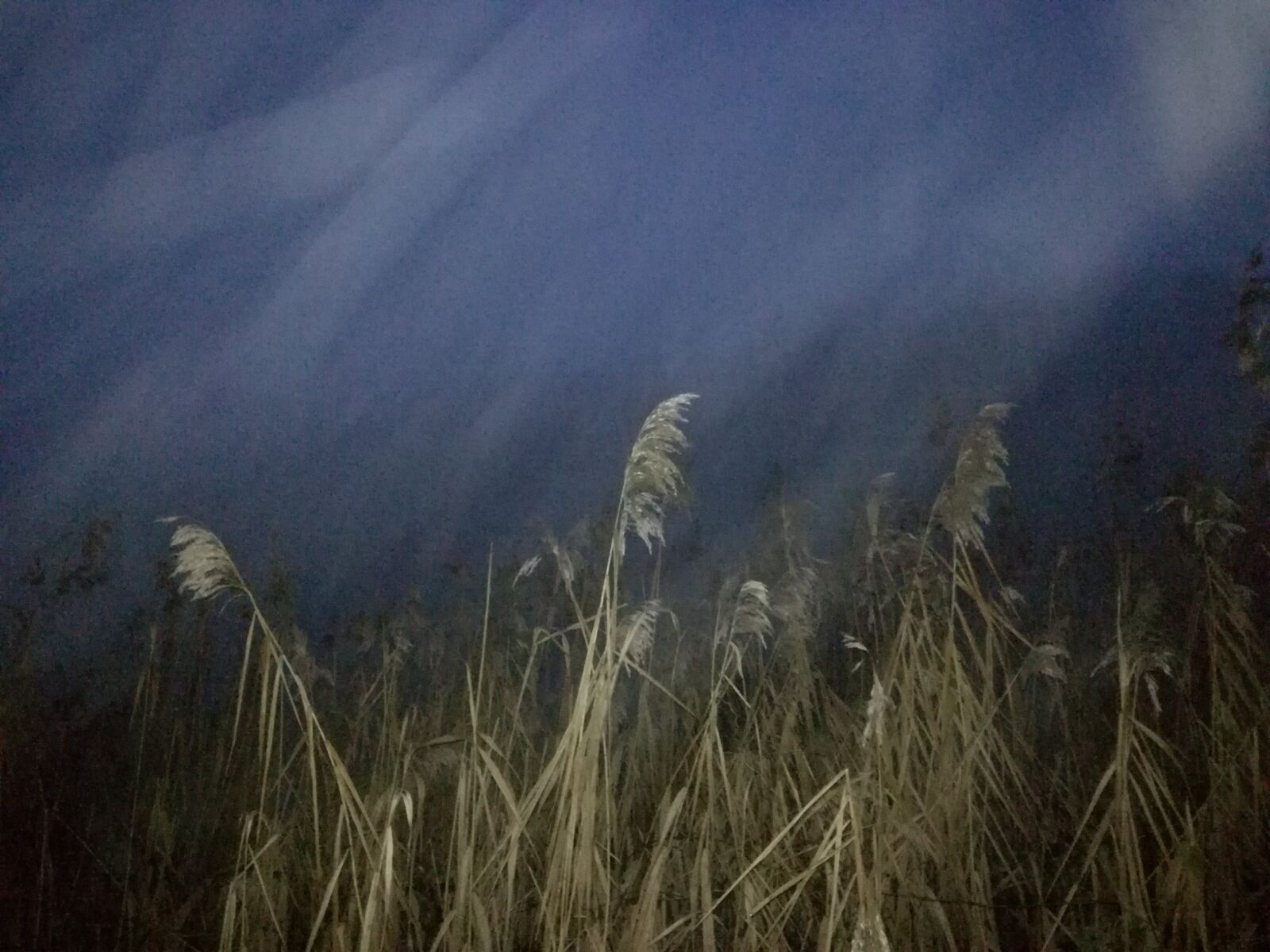 HUAWEI P9 LITE sample photo. Night walk, lights, reed photography