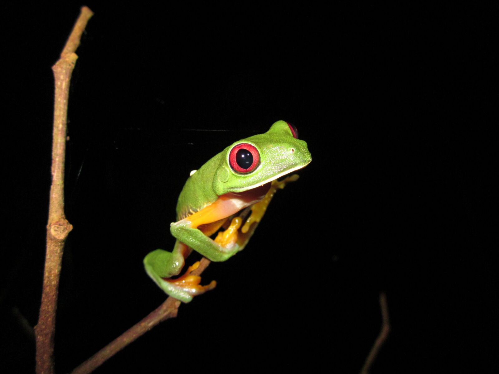 Canon PowerShot SD1300 IS (IXUS 105 / IXY 200F) sample photo. Tree frog, tropical frog photography