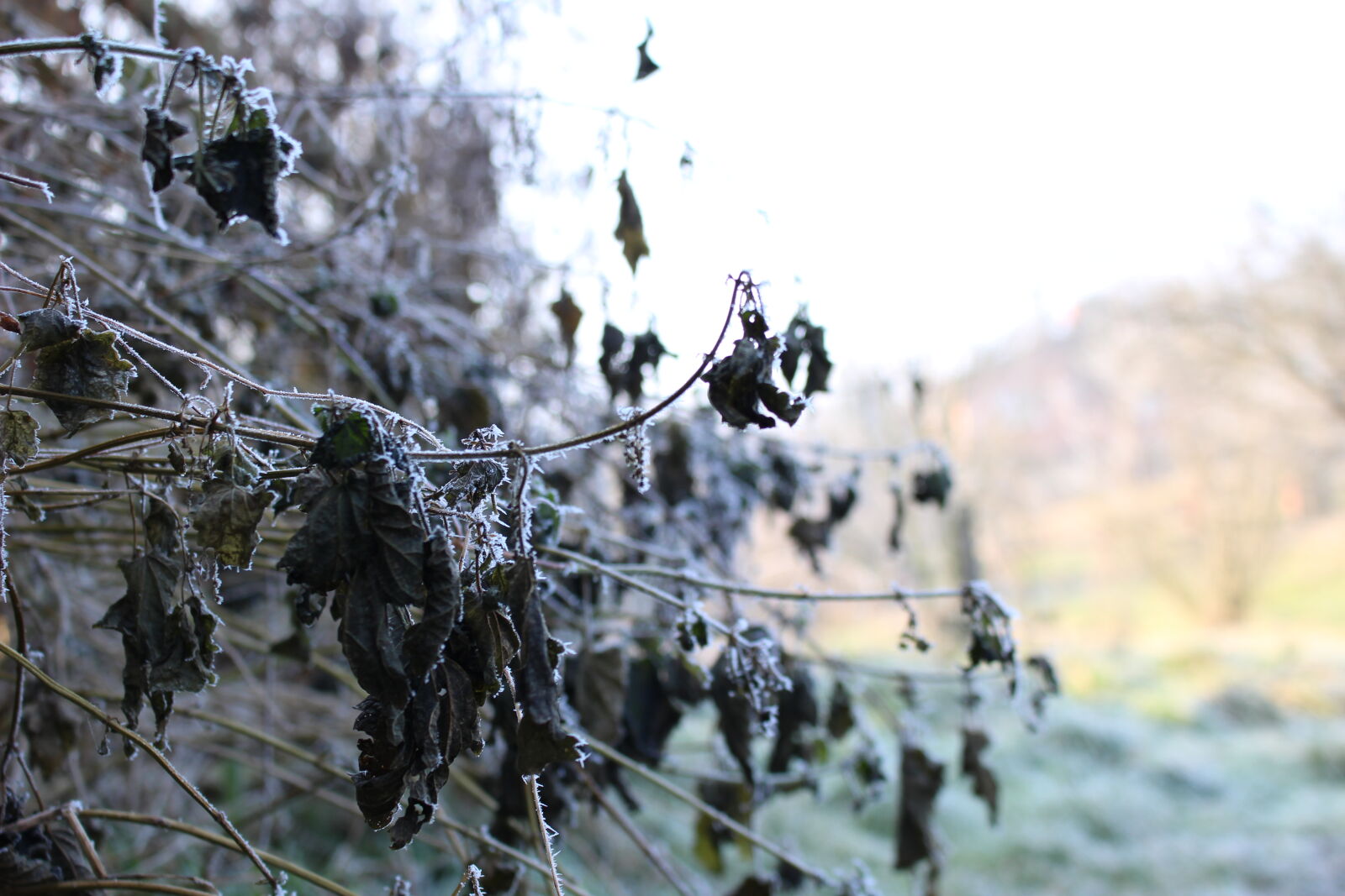 Canon EOS 100D (EOS Rebel SL1 / EOS Kiss X7) sample photo. Low, angle, view, of photography