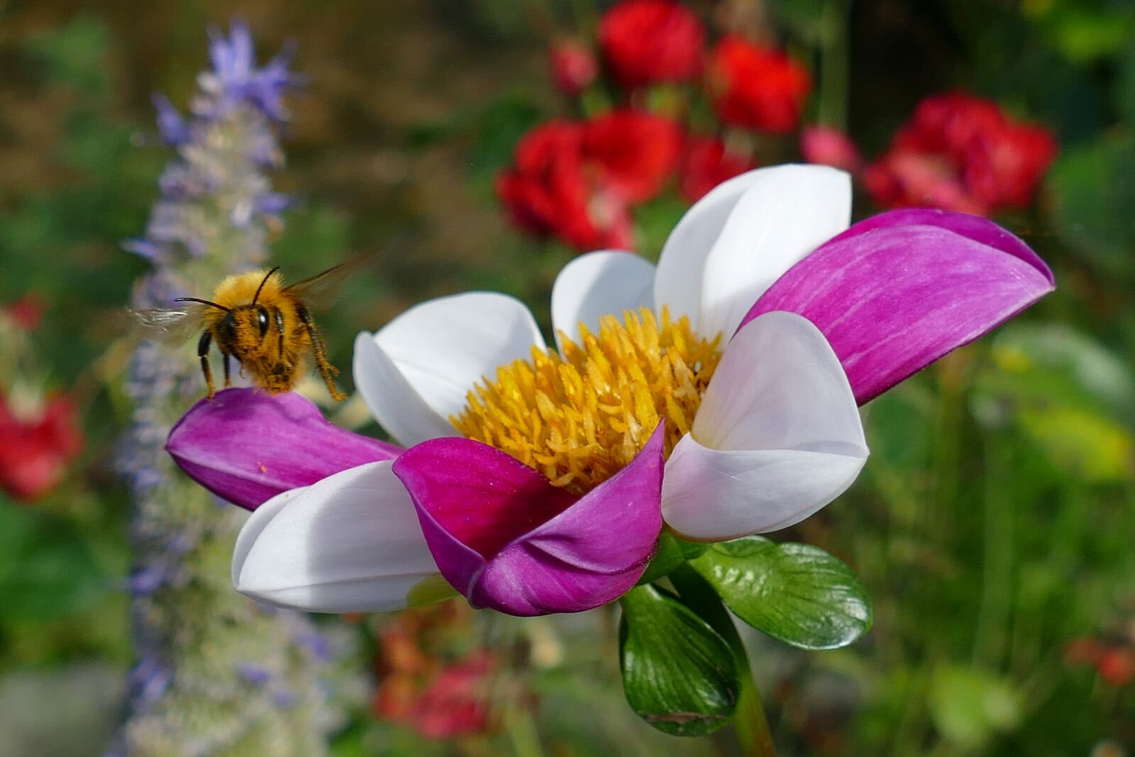 Panasonic Lumix DMC-FZ1000 sample photo. Flower, flora, dahlia photography