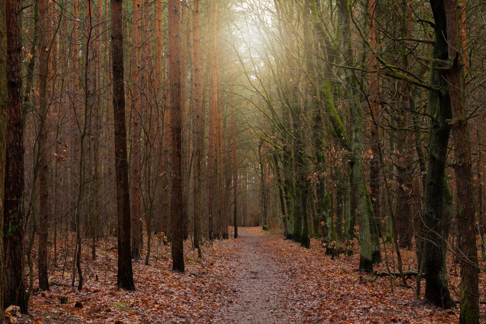 Canon EF 50mm F1.8 STM sample photo. Forest, away, forest path photography