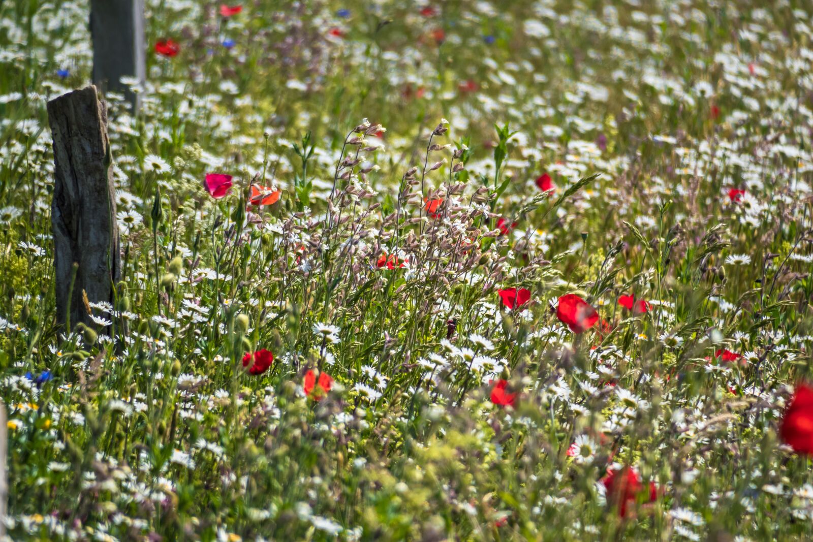 Canon PowerShot G3 X sample photo. Flower meadow, meadow, poppy photography