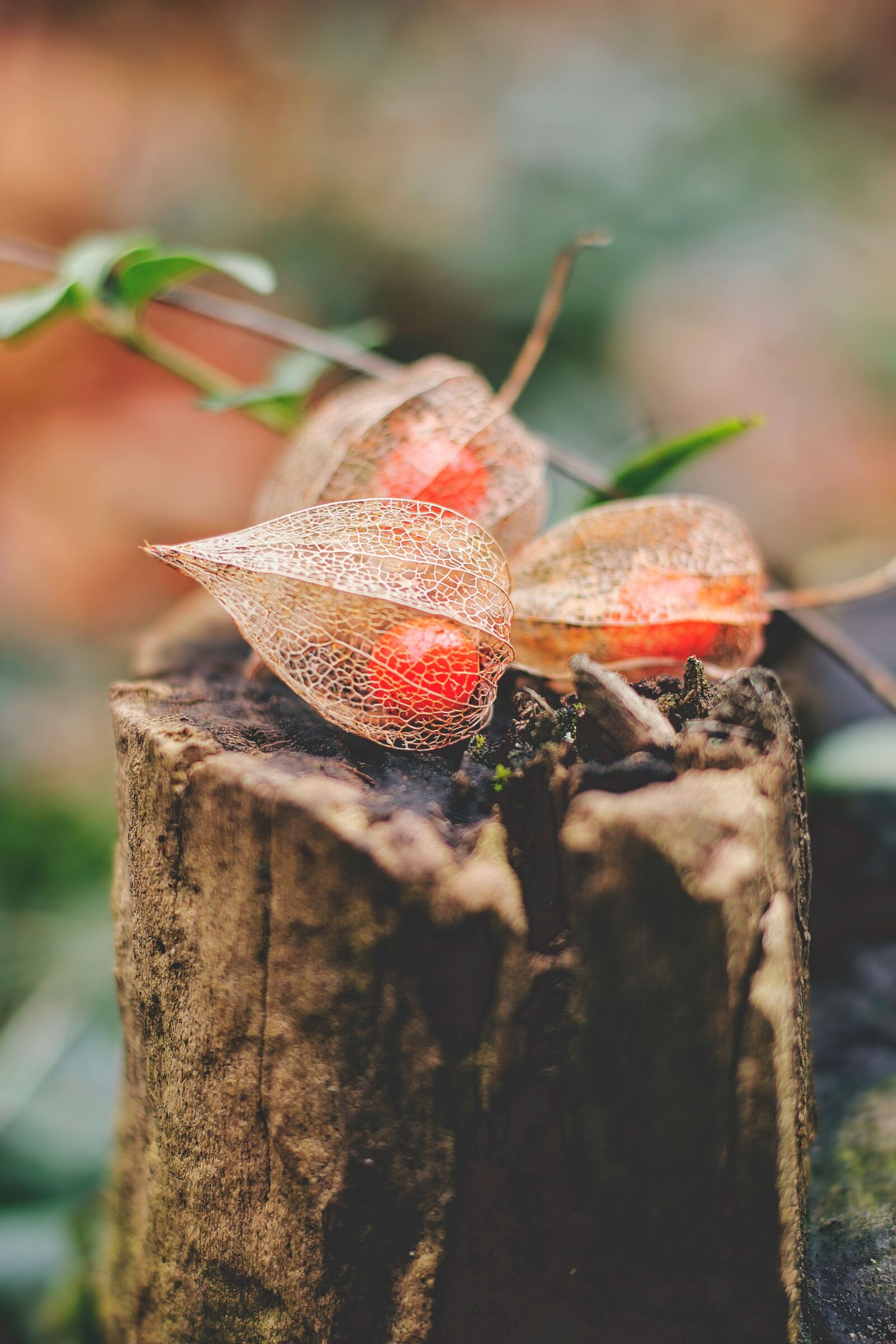 Canon EOS 100D (EOS Rebel SL1 / EOS Kiss X7) sample photo. Physalis, cape gooseberry, winter photography