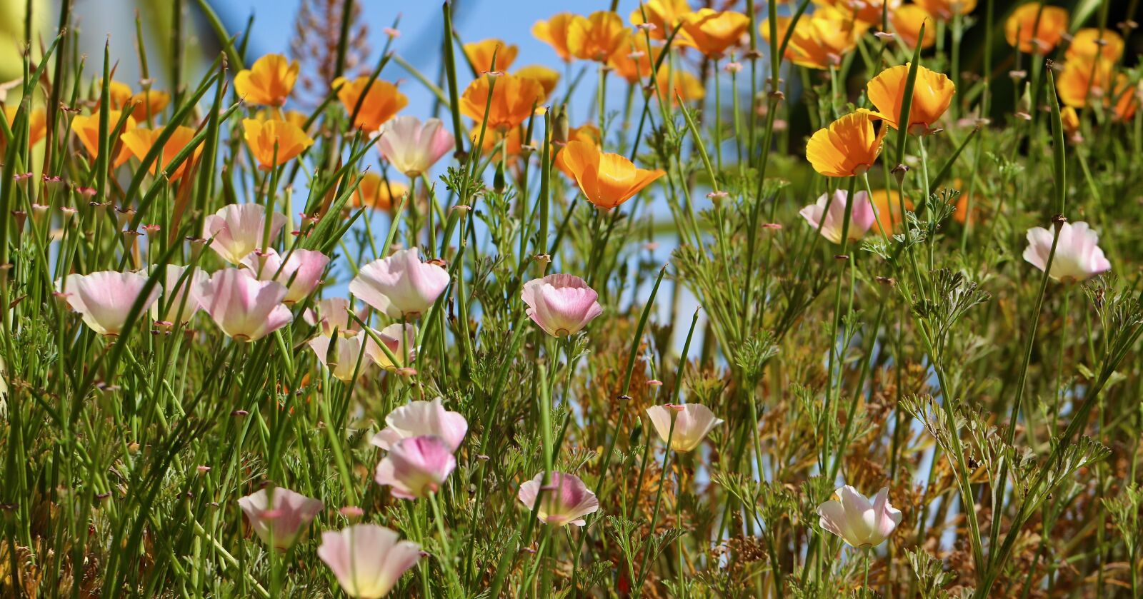 Canon EOS 800D (EOS Rebel T7i / EOS Kiss X9i) sample photo. Gold poppy, poppy, sleepy photography
