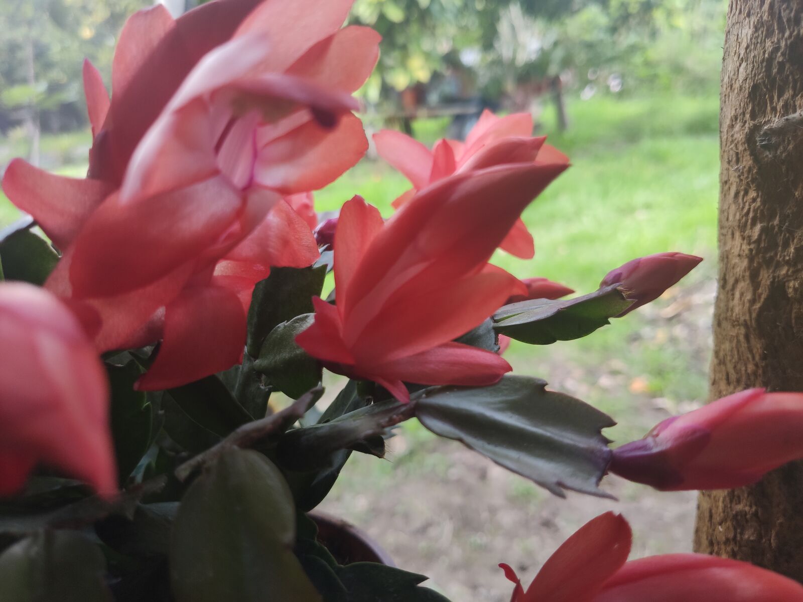 Xiaomi MI 9 sample photo. Flower, nature, red photography