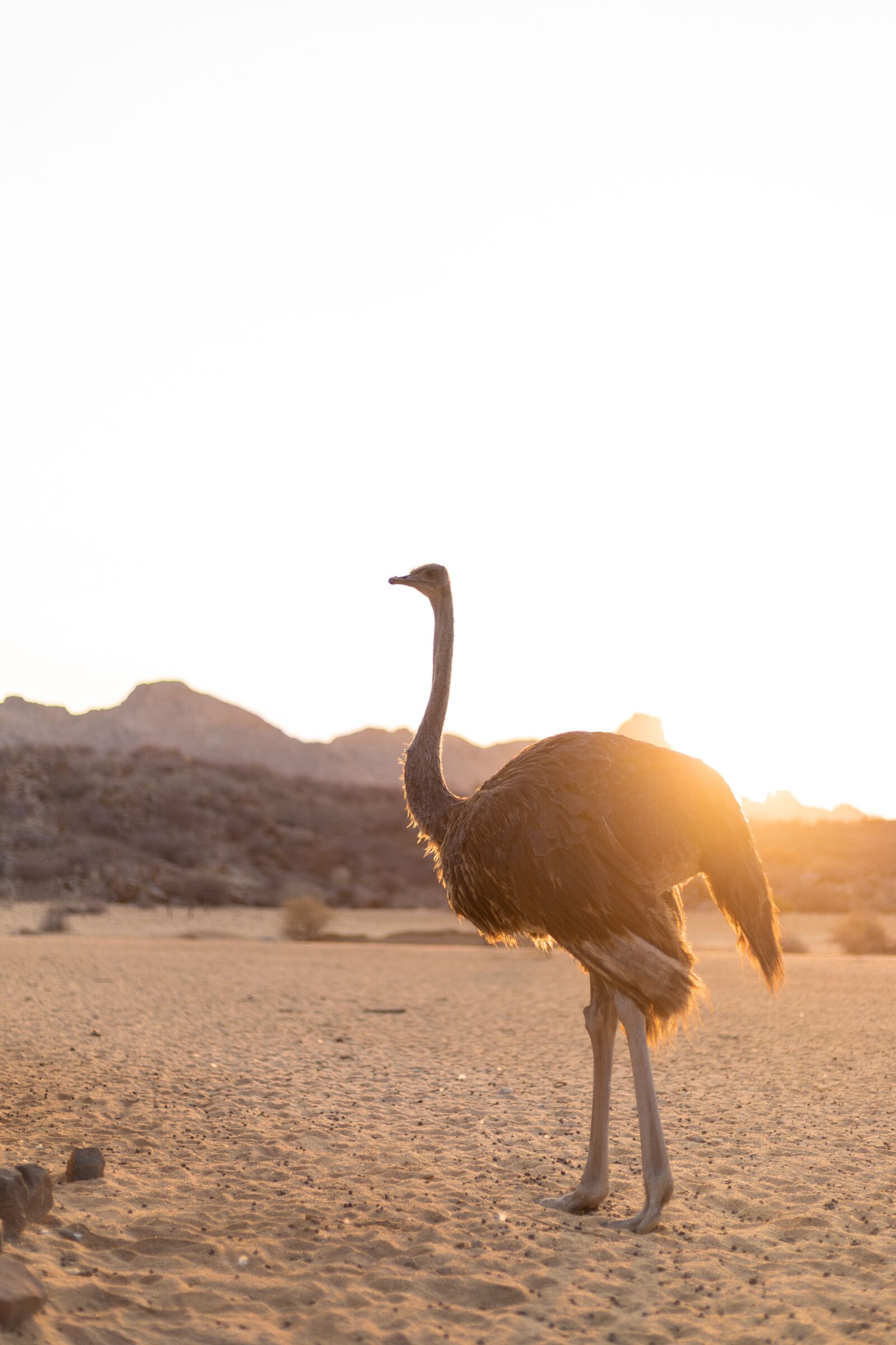 Canon EF 50mm F1.8 STM sample photo. Strauss, bird bouquet, sunset photography