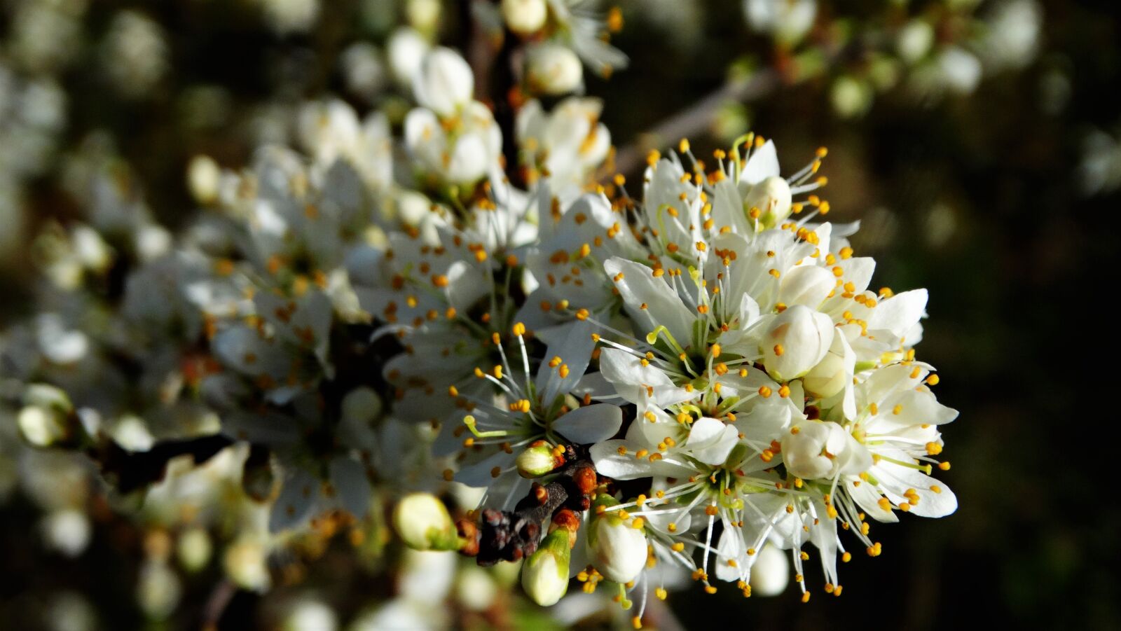 Sony Cyber-shot DSC-HX300 sample photo. Blackthorn blossom, flowers, plant photography