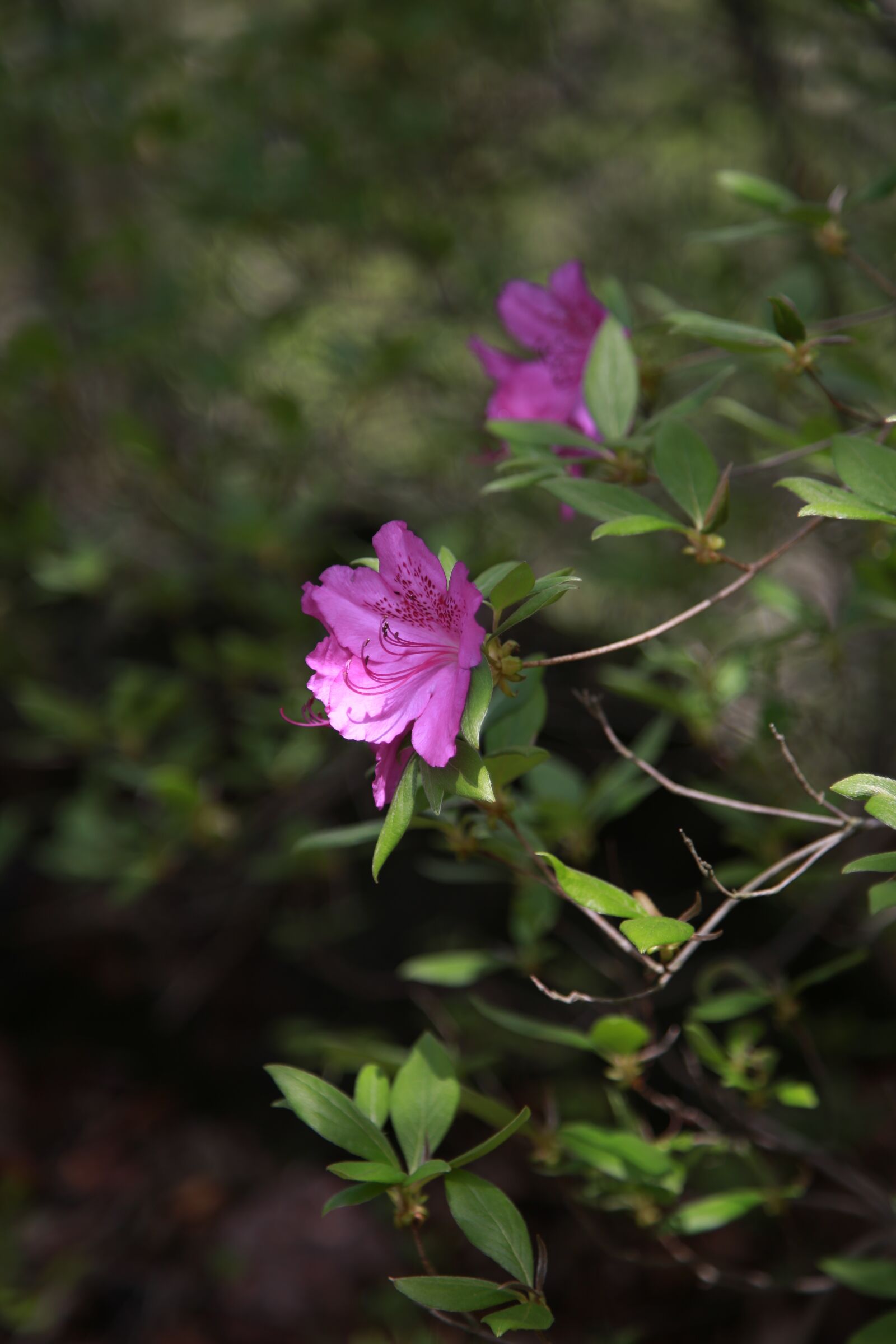 Canon EOS 6D + Canon EF 24-105mm F4L IS USM sample photo. Azalea, flowers, petal photography