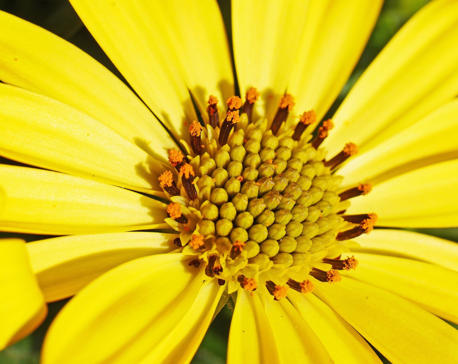 Panasonic Lumix DMC-GH3 sample photo. Blossom, bloom, yellow photography