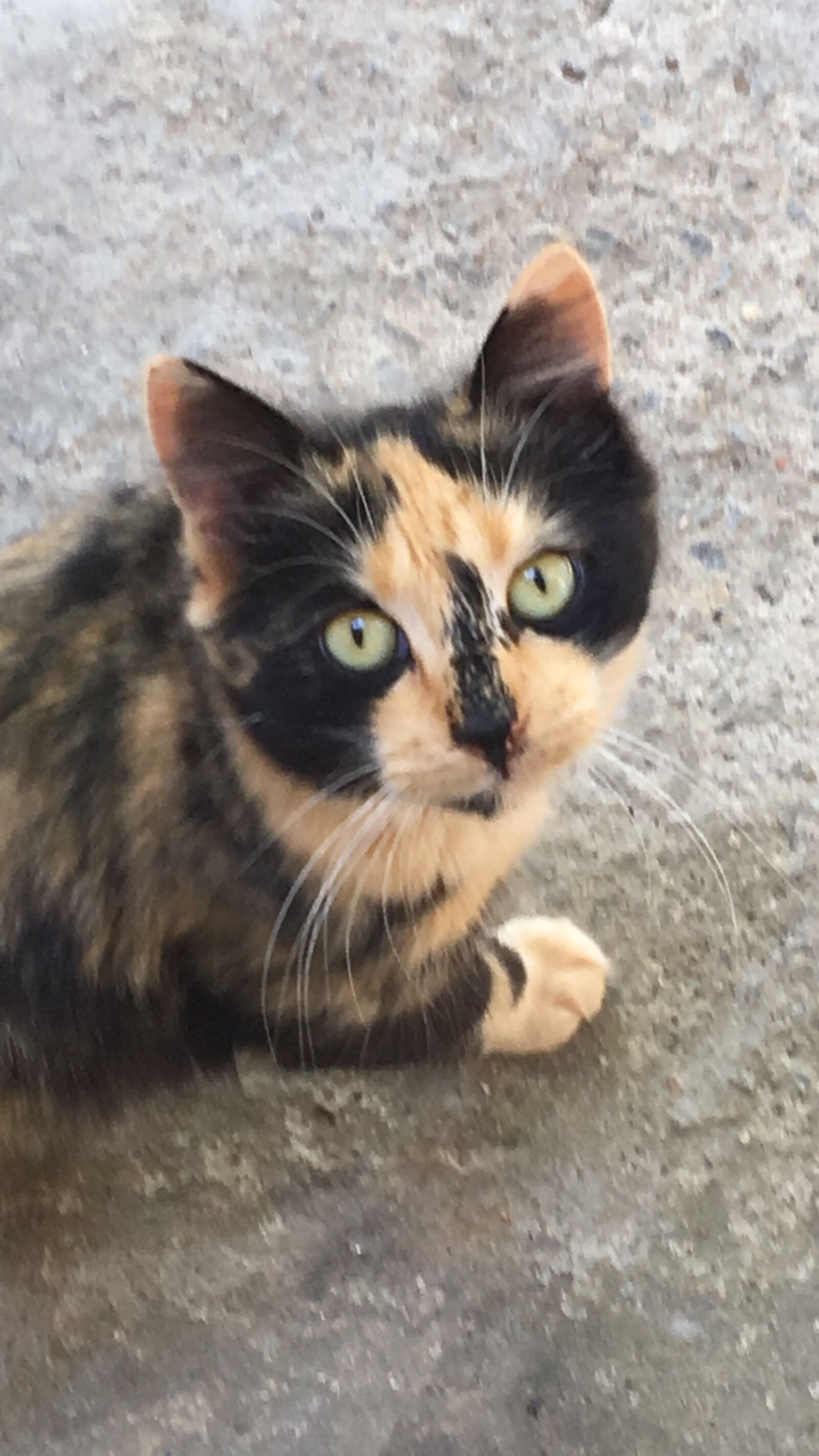 Apple iPhone 6s sample photo. Cats, feline, pets photography