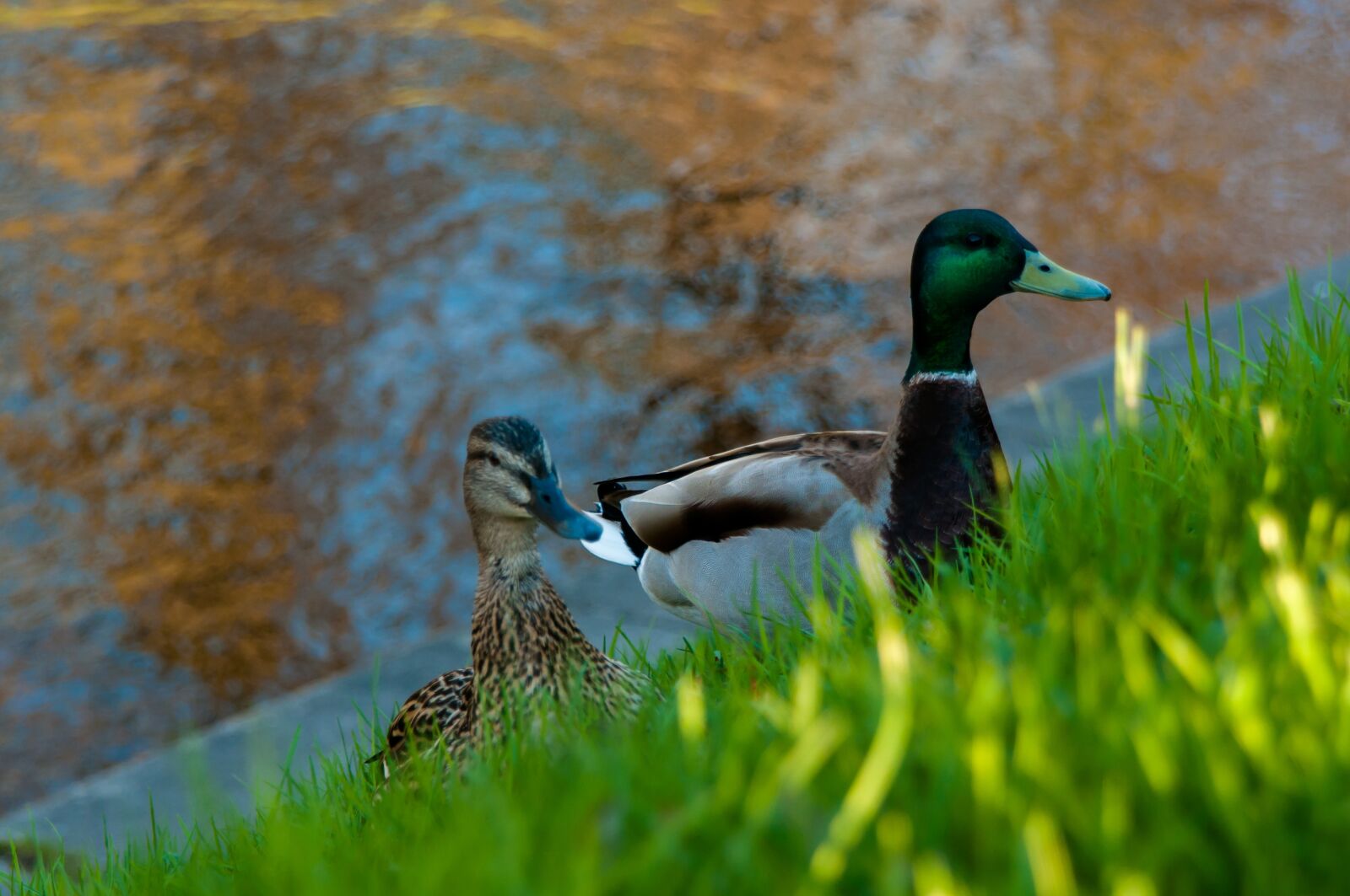 Nikon D300S sample photo. Goose, duck, drake photography