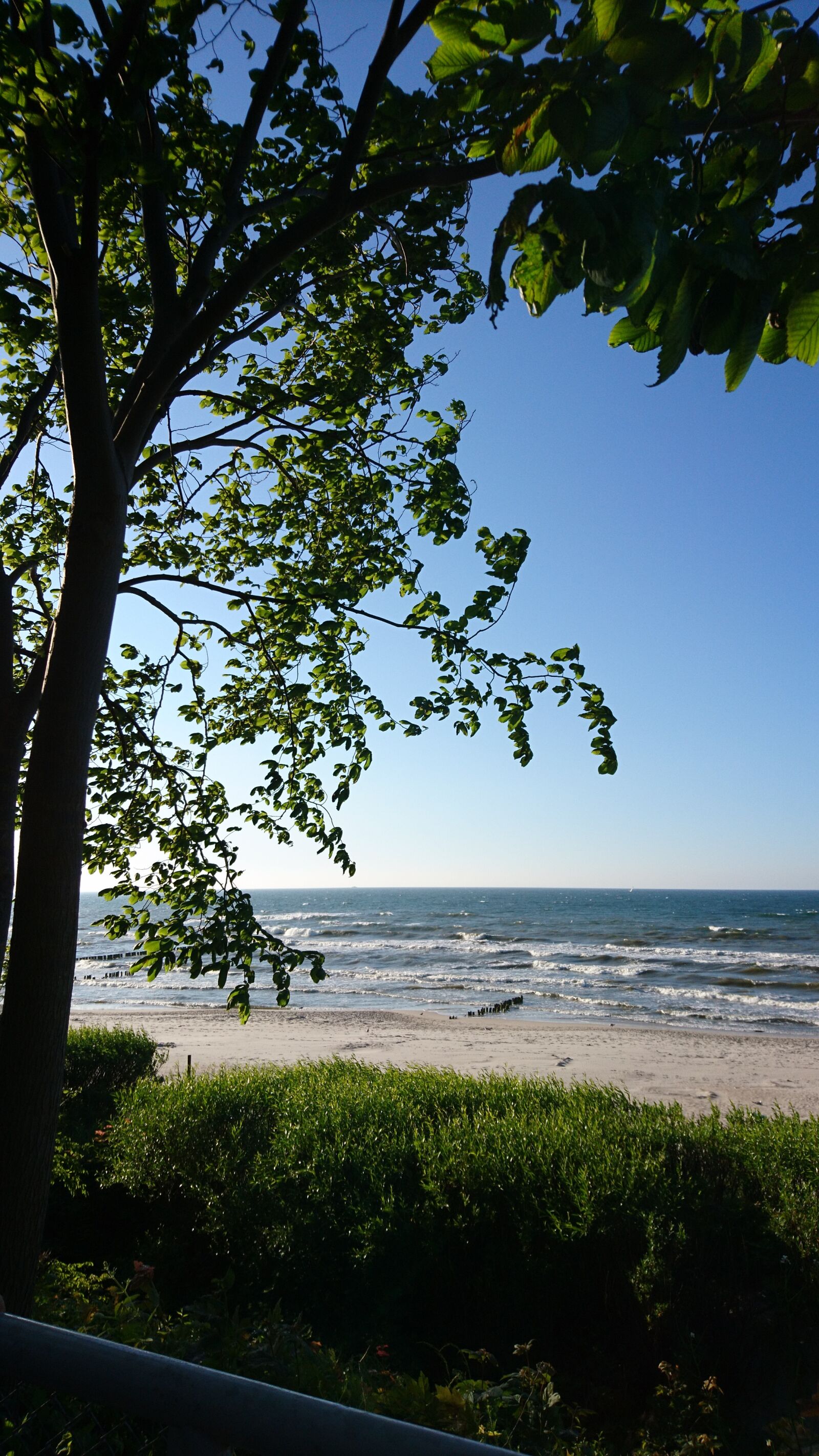 Sony Xperia X sample photo. Beach, tree, sea photography