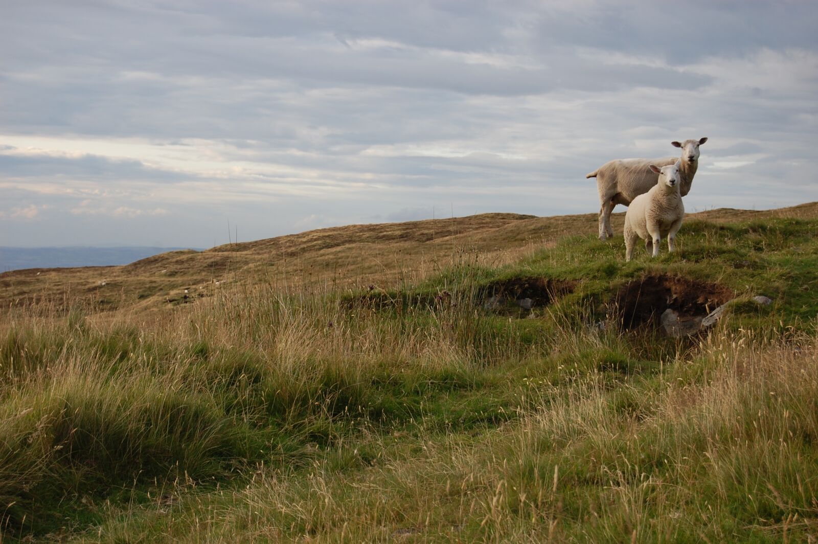 Nikon D40 sample photo. Sheep, hill, nature photography