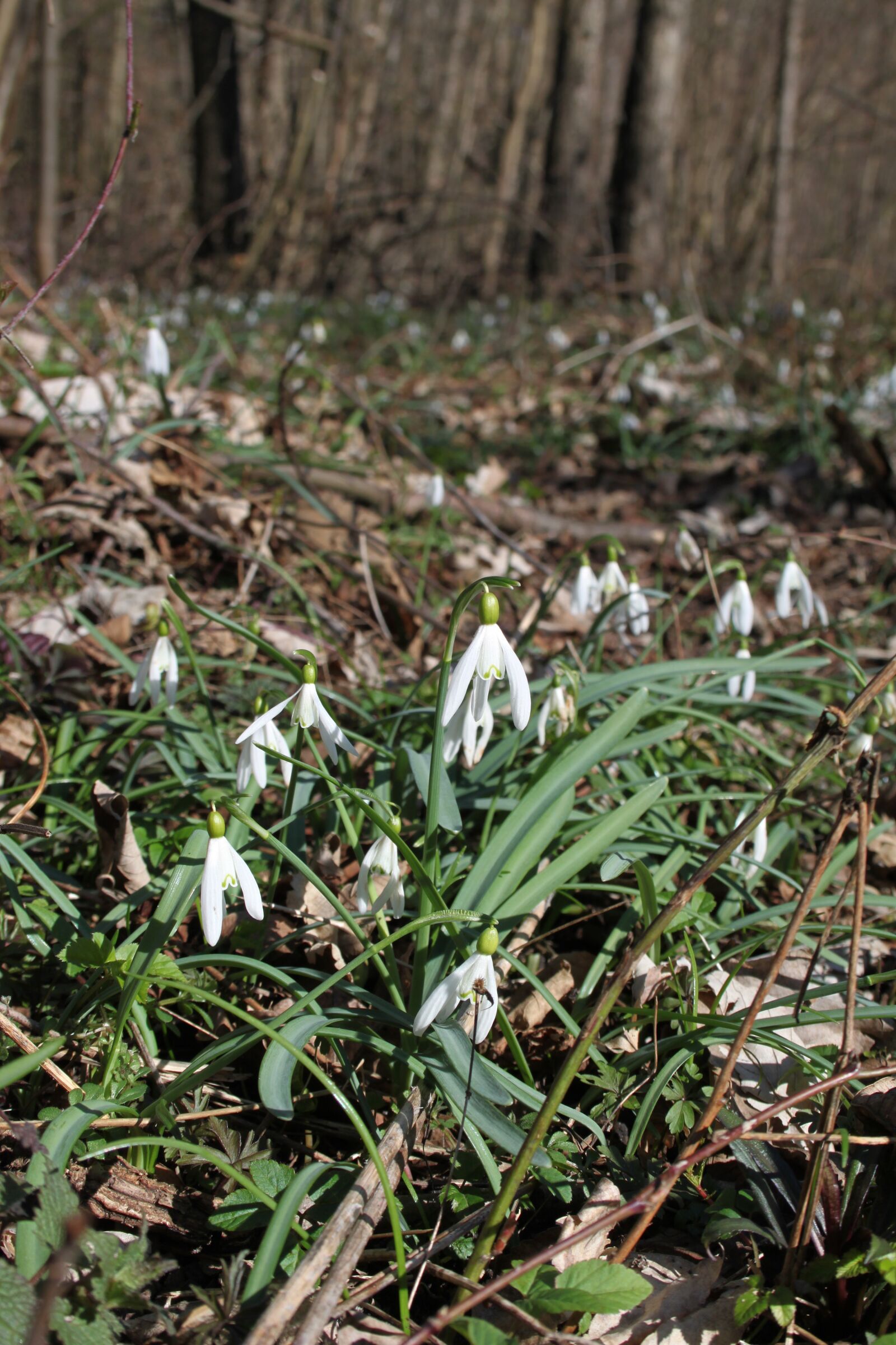 Canon EOS 500D (EOS Rebel T1i / EOS Kiss X3) sample photo. Snowdrops, forest, nature photography
