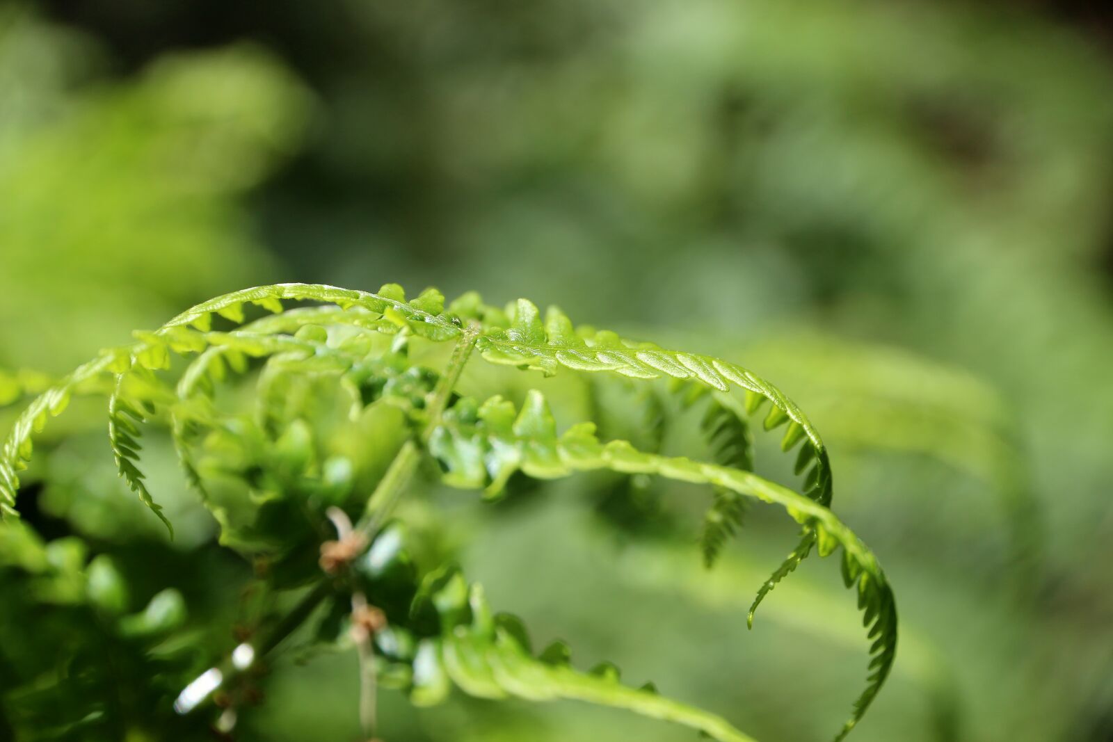 Canon EOS 650D (EOS Rebel T4i / EOS Kiss X6i) sample photo. Nature, green, forest photography