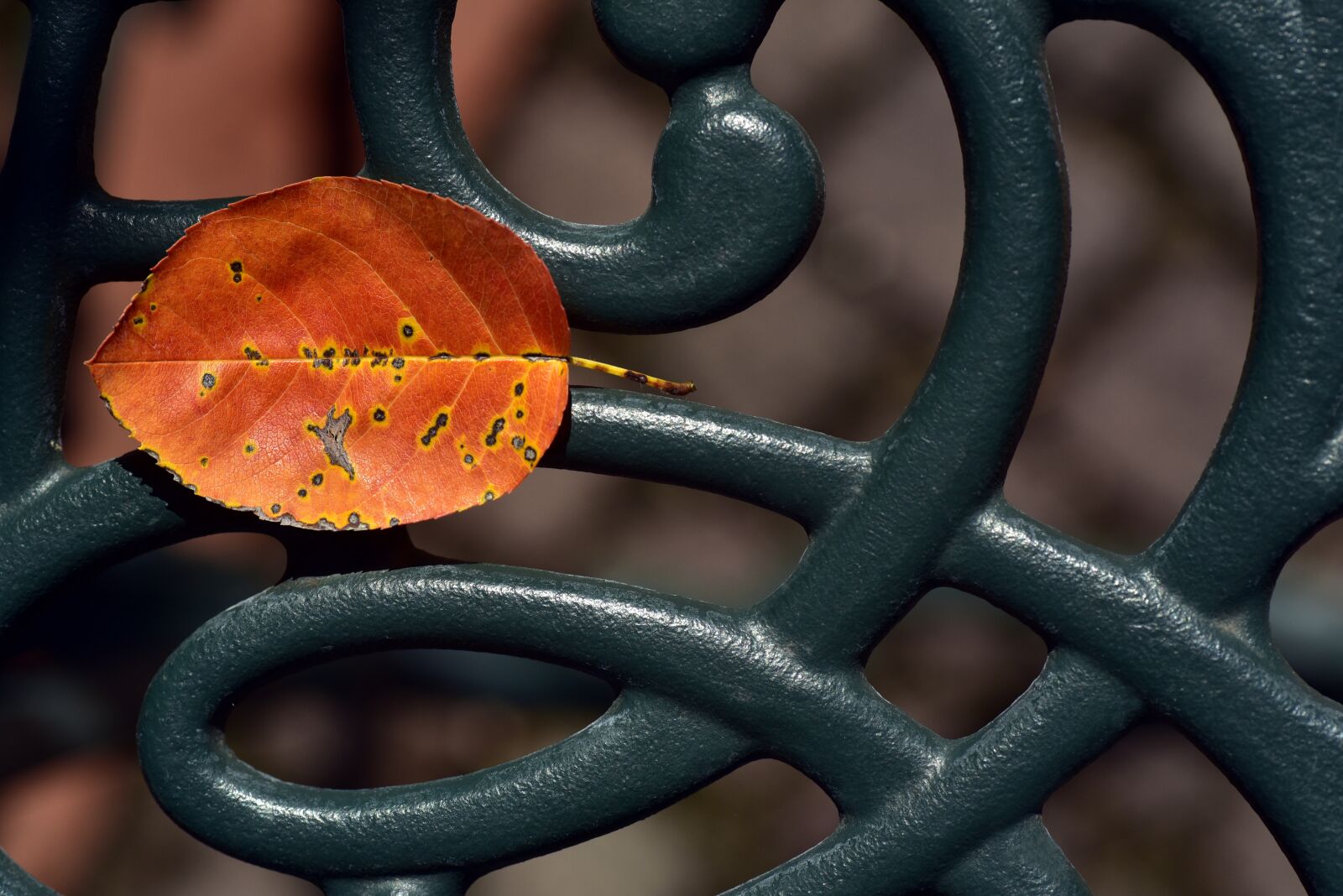 Nikon D750 sample photo. Autumn, leaf, nature photography