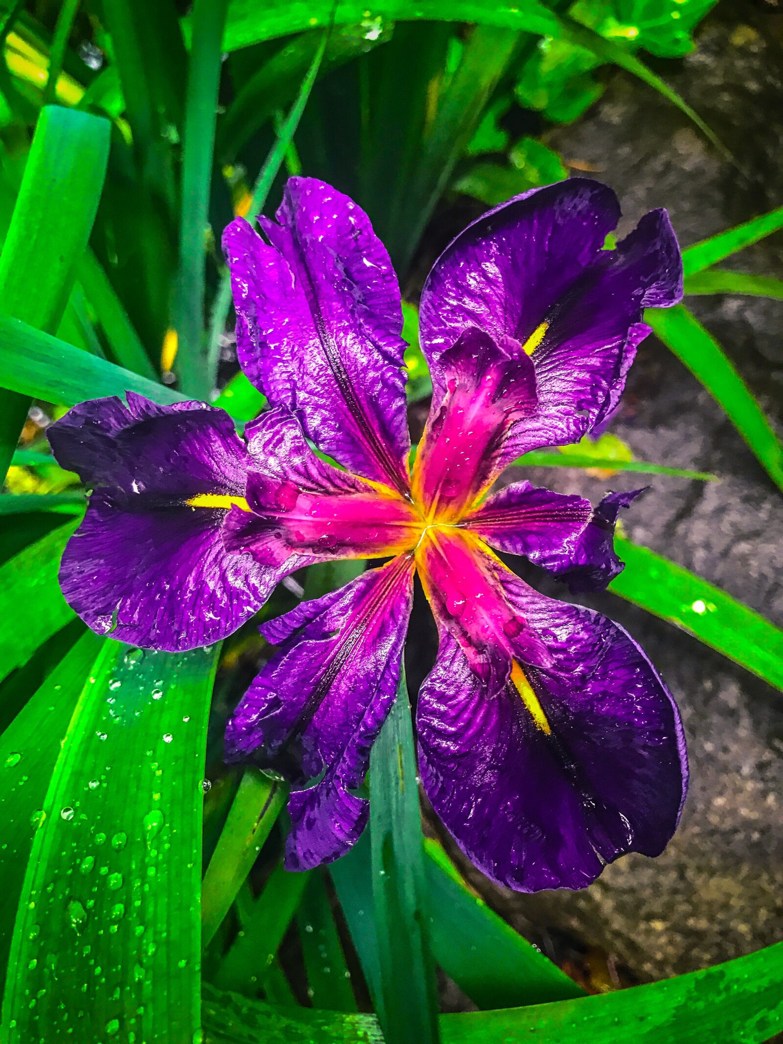 iPhone 7 Plus back dual camera 3.99mm f/1.8 sample photo. Flower, nature, blossom photography