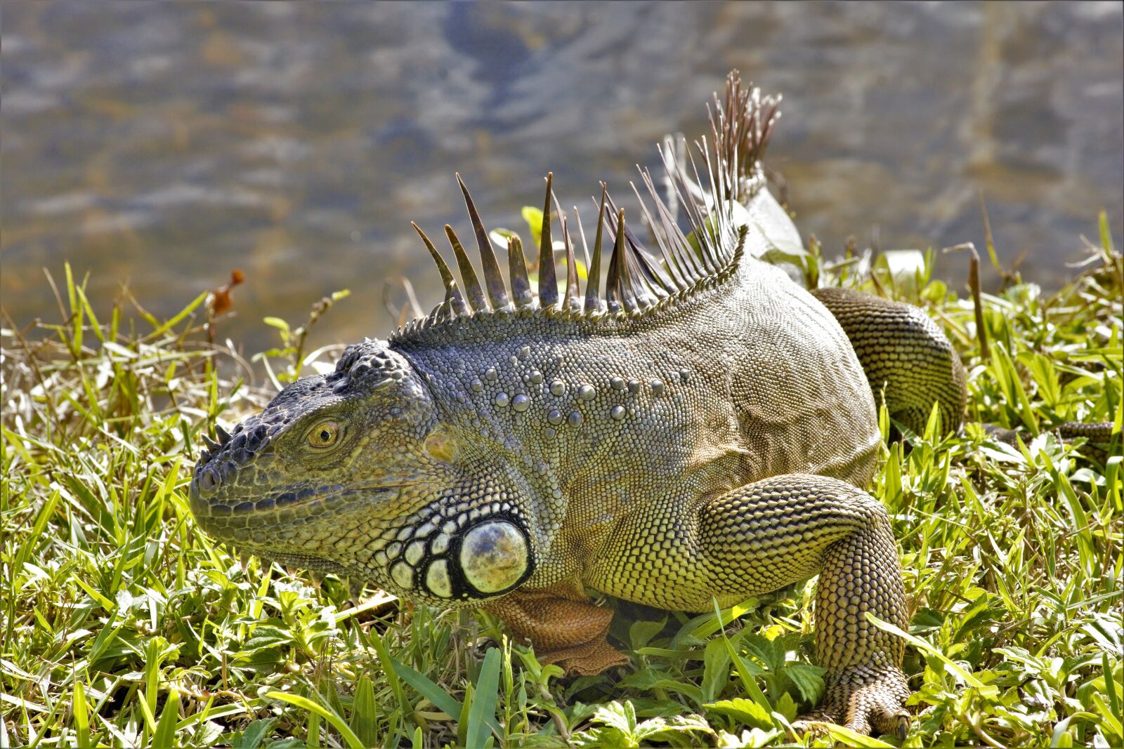 Nikon D7100 sample photo. Iguana, walking, large photography