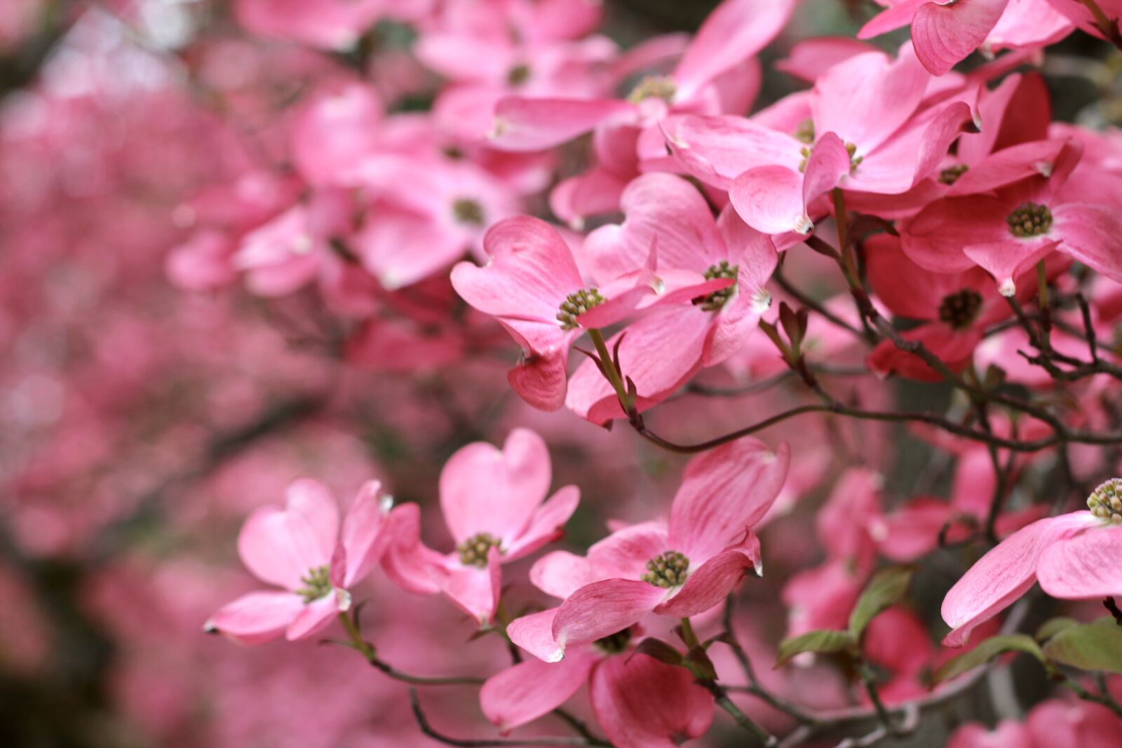 Canon EOS 550D (EOS Rebel T2i / EOS Kiss X4) sample photo. Spring, dogwood, flowers photography