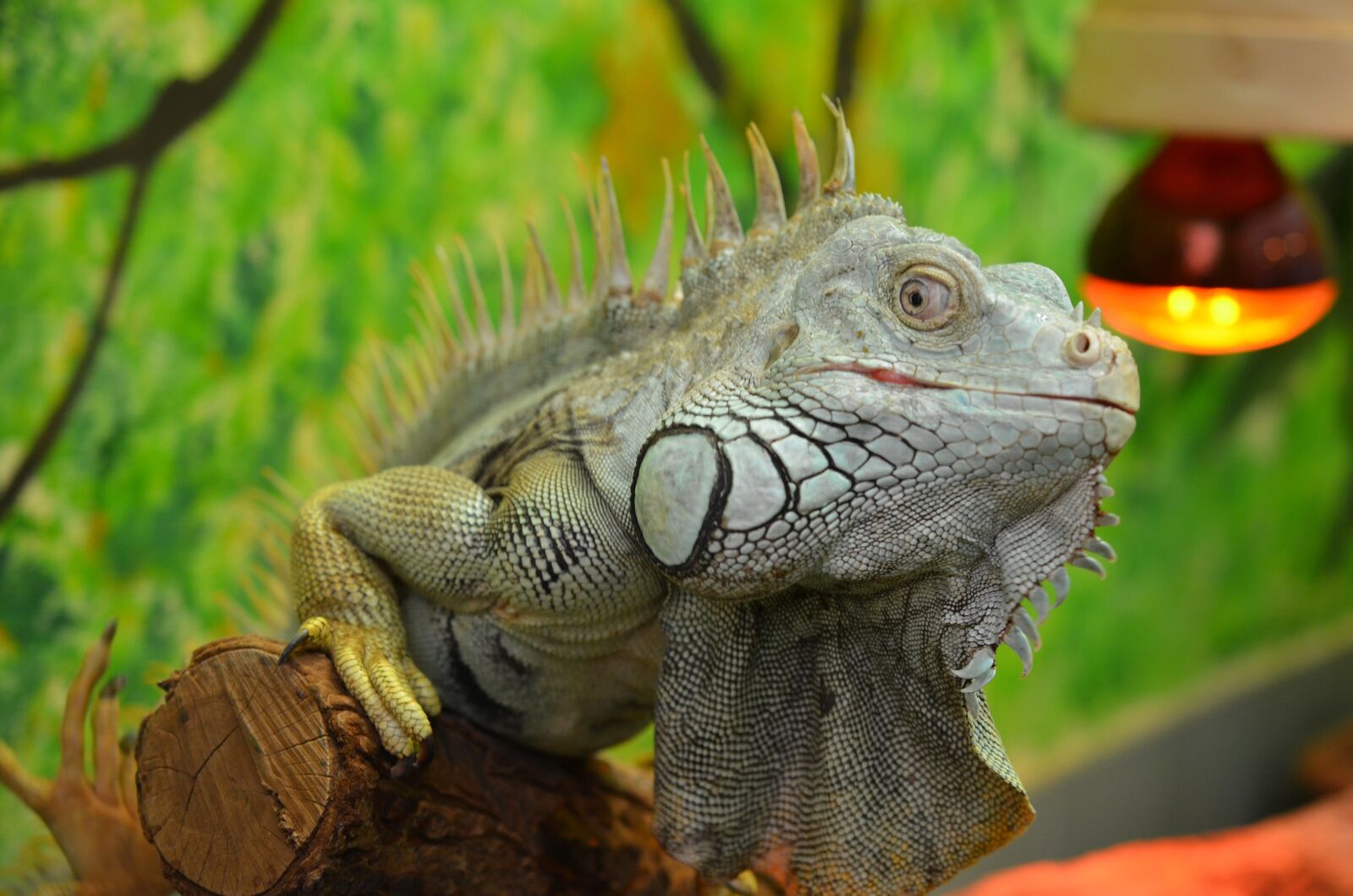Nikon D5100 sample photo. Iguana, green, lizard photography