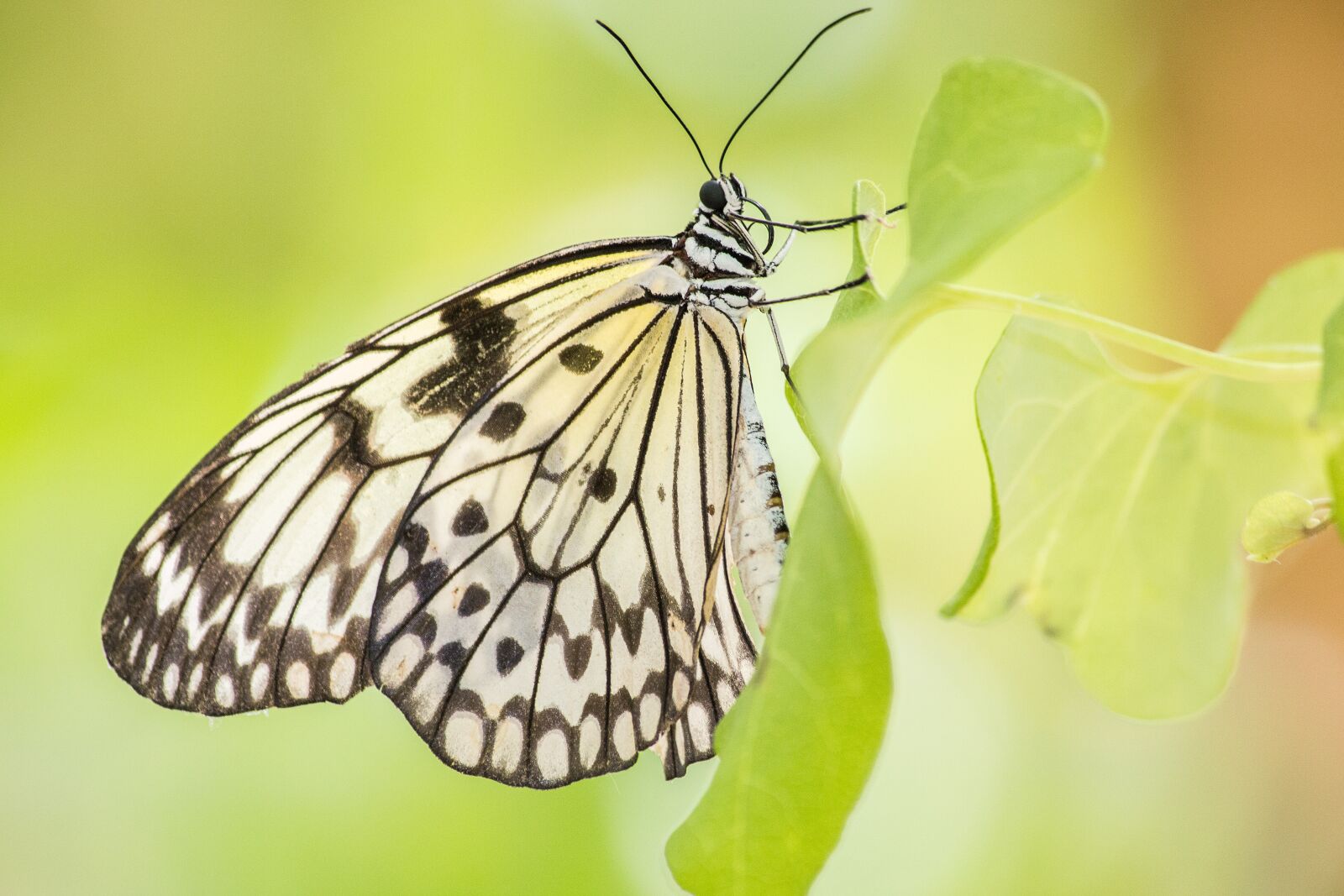 Canon EF-S 55-250mm F4-5.6 IS sample photo. Butterfly, yellow, bug photography