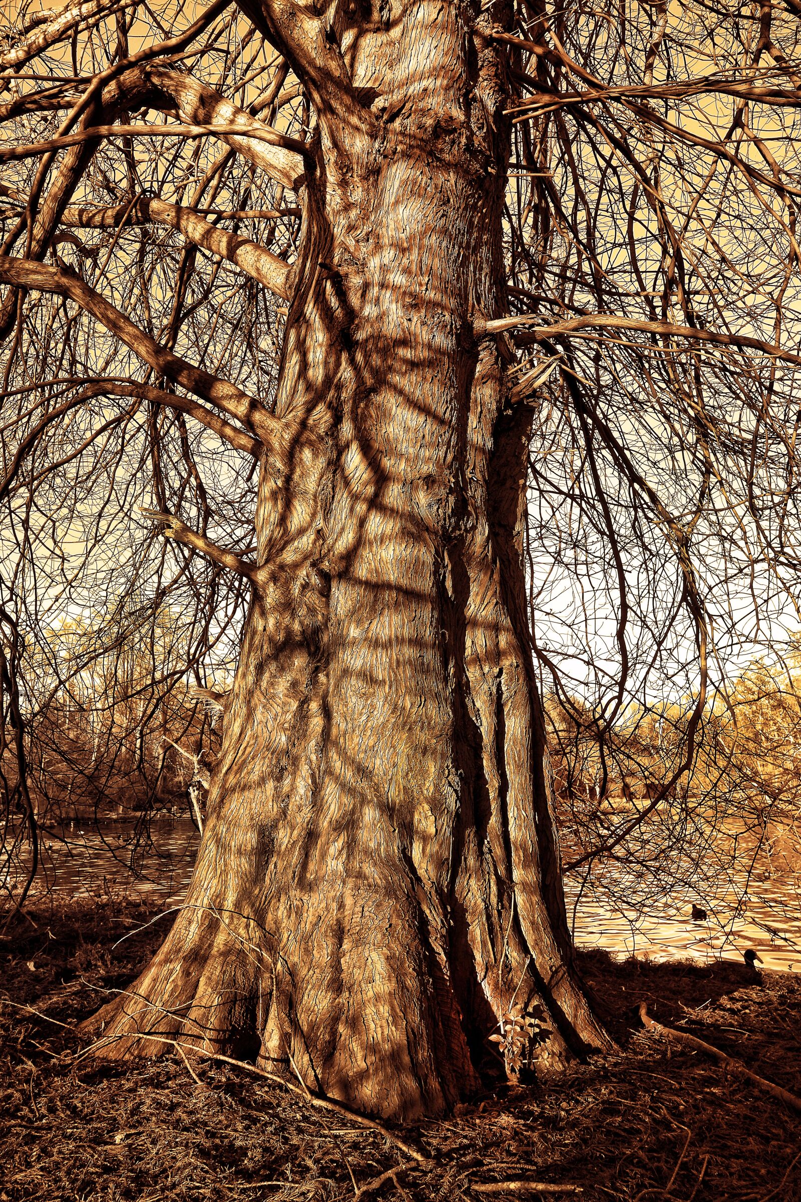 Sony Cyber-shot DSC-RX100 sample photo. Tree, pine tree, deciduous photography