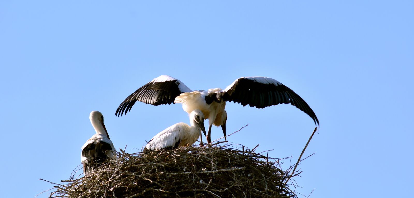 Nikon D3300 sample photo. Stork, stork family, young photography