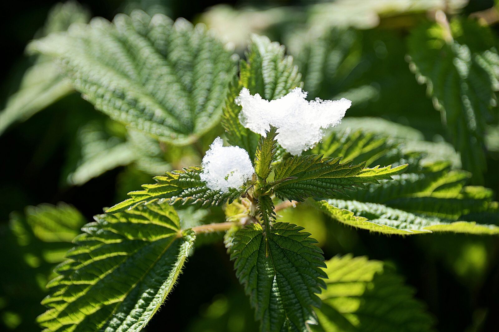 Nikon D610 sample photo. Snow, stinging nettle, plant photography