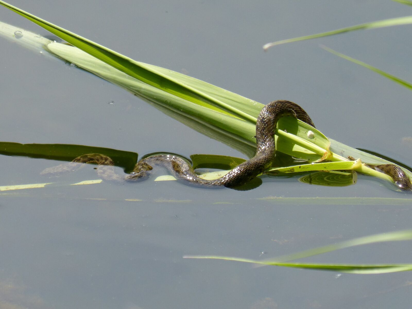 Panasonic DMC-FZ62 sample photo. Snake, snake river, water photography