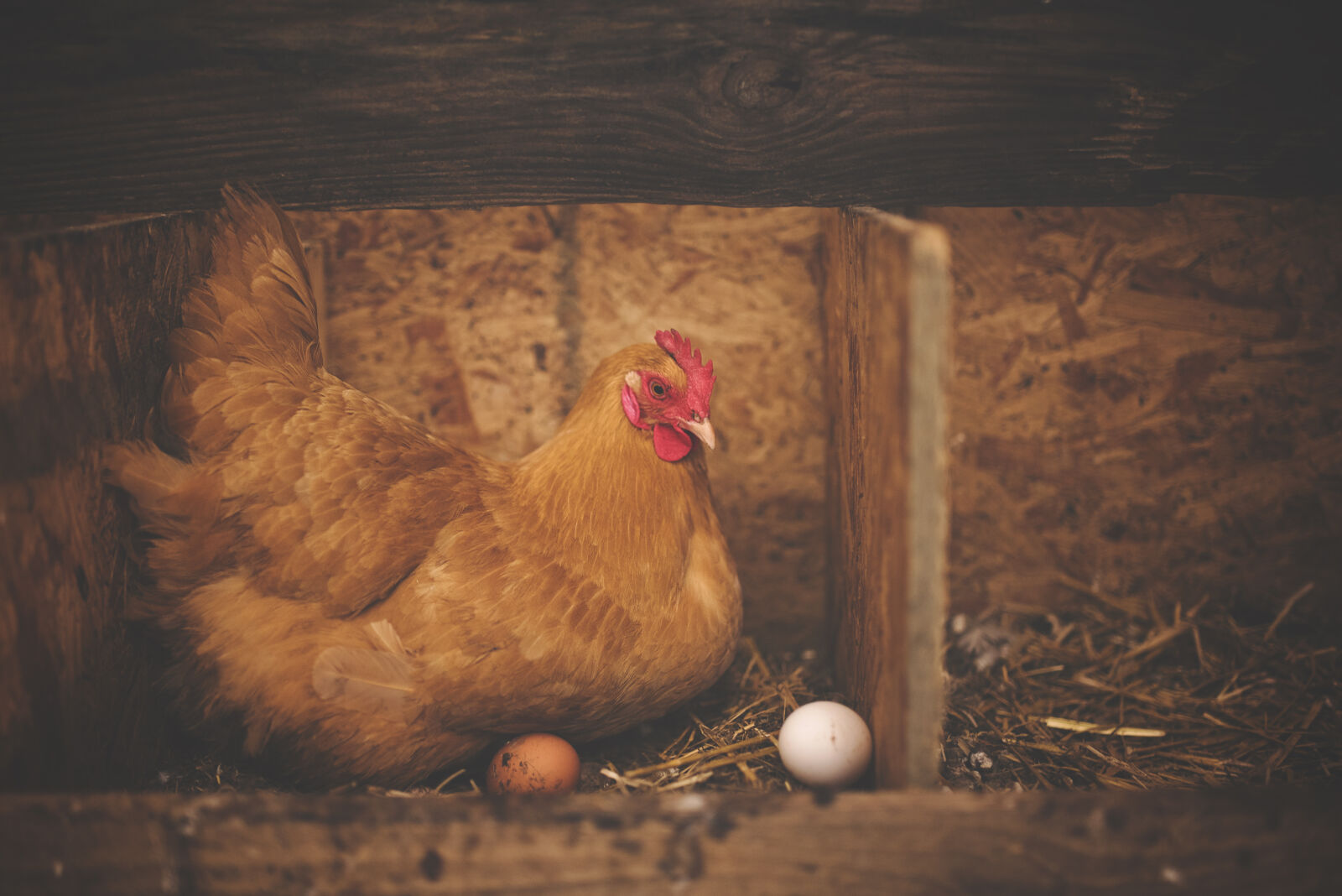 Sigma 35mm F1.4 DG HSM Art sample photo. Brown, hen, near, white photography