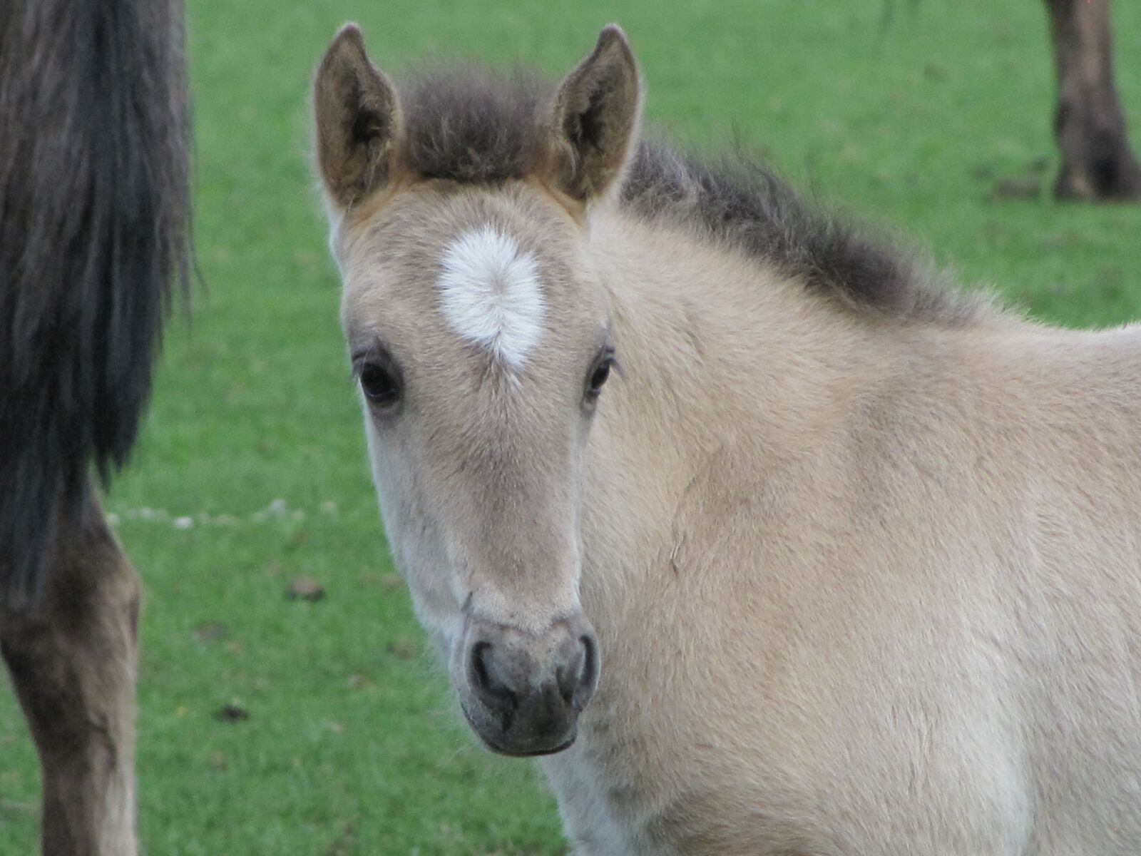 Canon PowerShot SX10 IS sample photo. Foal, wild horse, d photography