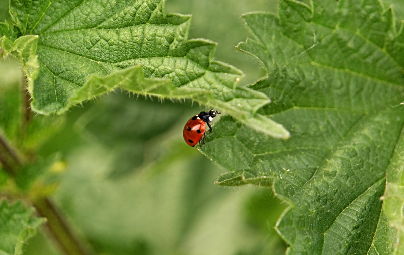 Sony E 55-210mm F4.5-6.3 OSS sample photo. Ladybug, nettle, nature photography