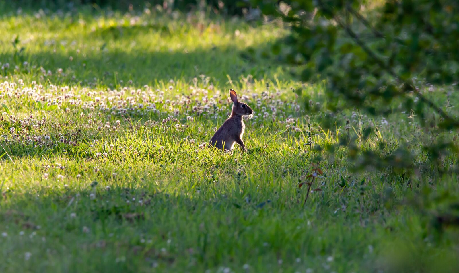 150-600mm F5-6.3 DG OS HSM | Contemporary 015 sample photo. Wild rabbit in clover photography