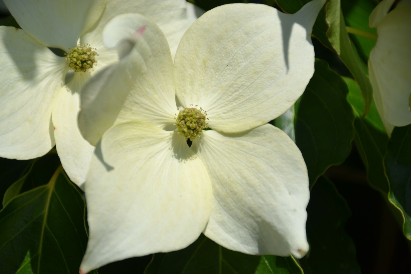 Nikon D3100 sample photo. Blossom, bloom, flower photography