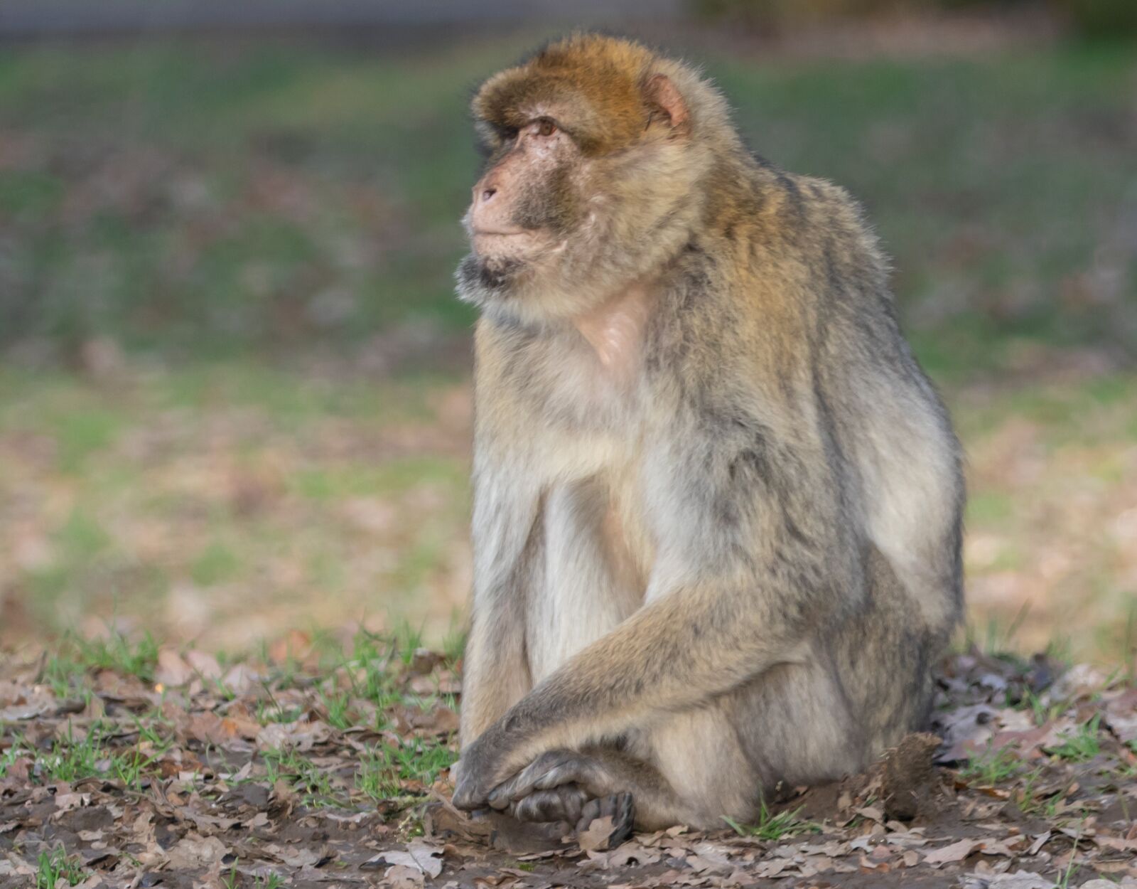 Canon EOS 7D Mark II sample photo. Barbary macaque, mature barbary photography