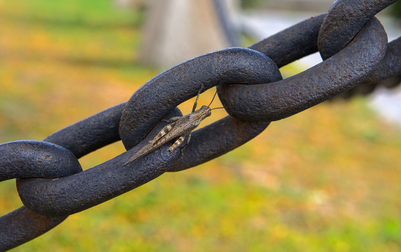 Nikon D800 sample photo. Grasshopper, insect, bug photography