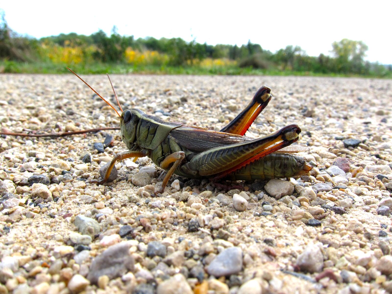 Canon PowerShot S95 sample photo. Grasshopper, bug, locust photography
