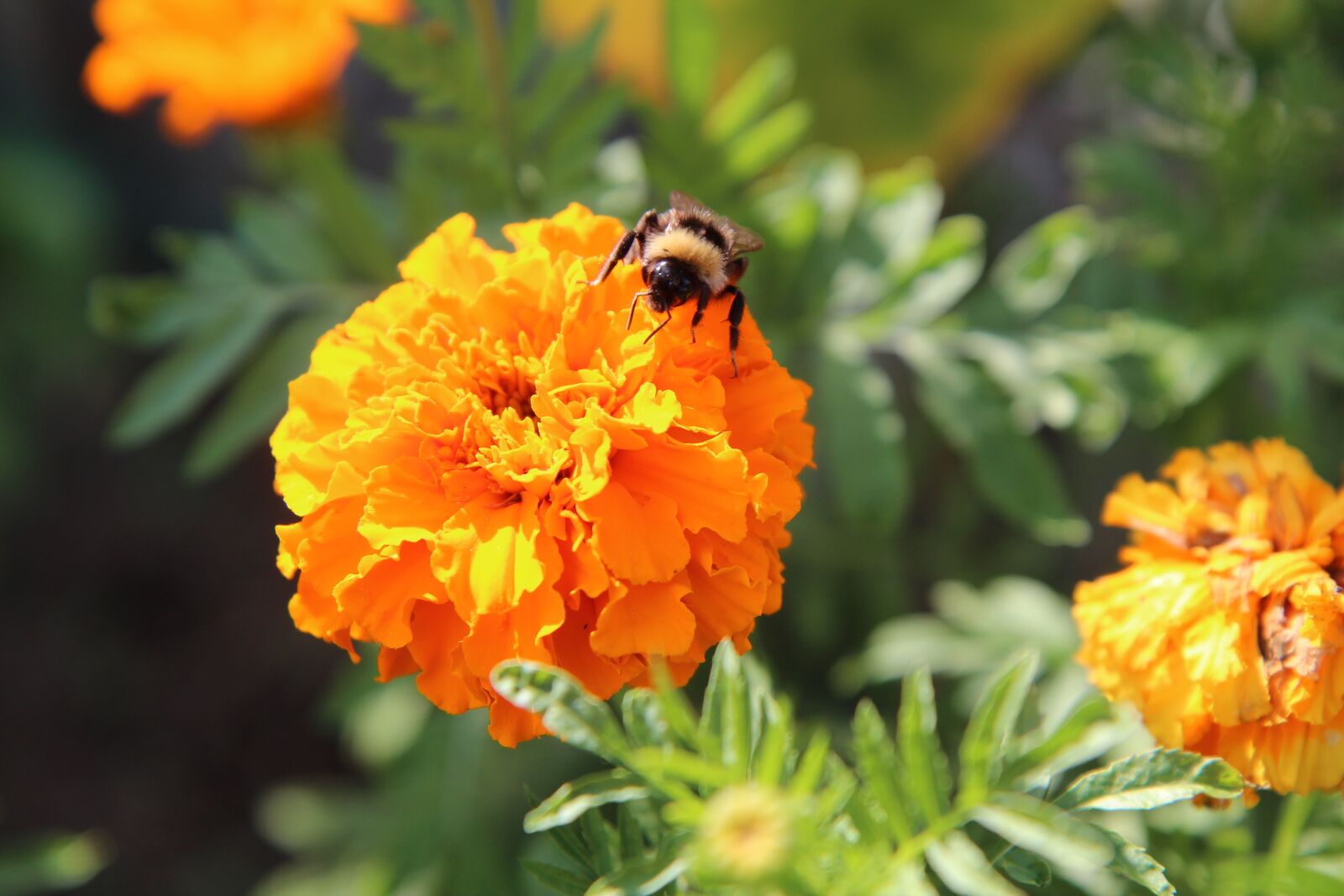 Canon EOS 600D (Rebel EOS T3i / EOS Kiss X5) sample photo. Rose of india, yellow photography