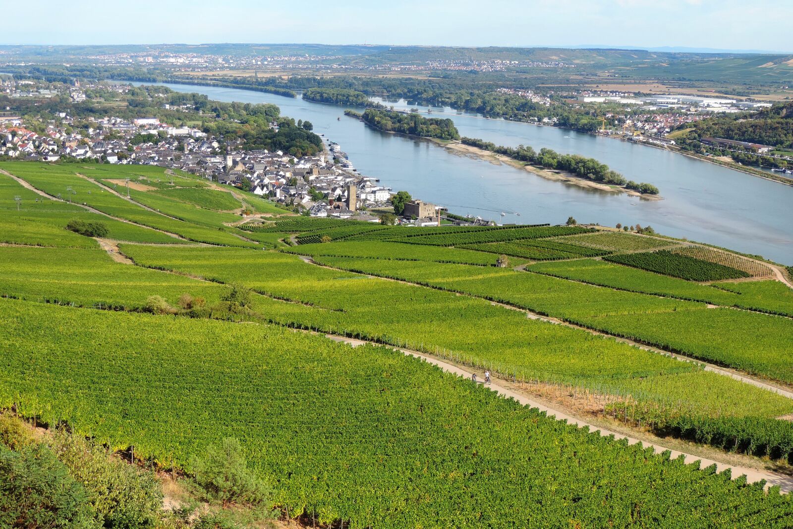Nikon Coolpix P520 sample photo. Rhine, vineyard, river photography